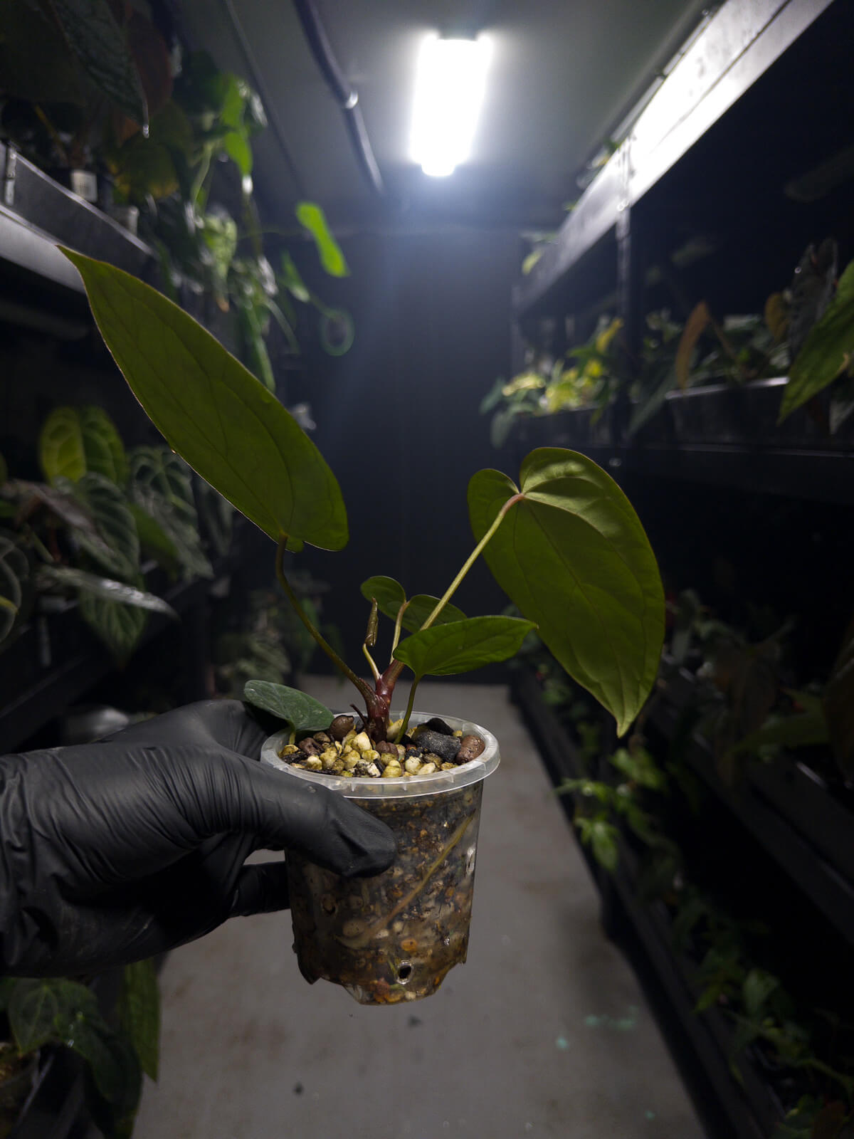 Anthurium 'black sensation' x 'midnight velvet'