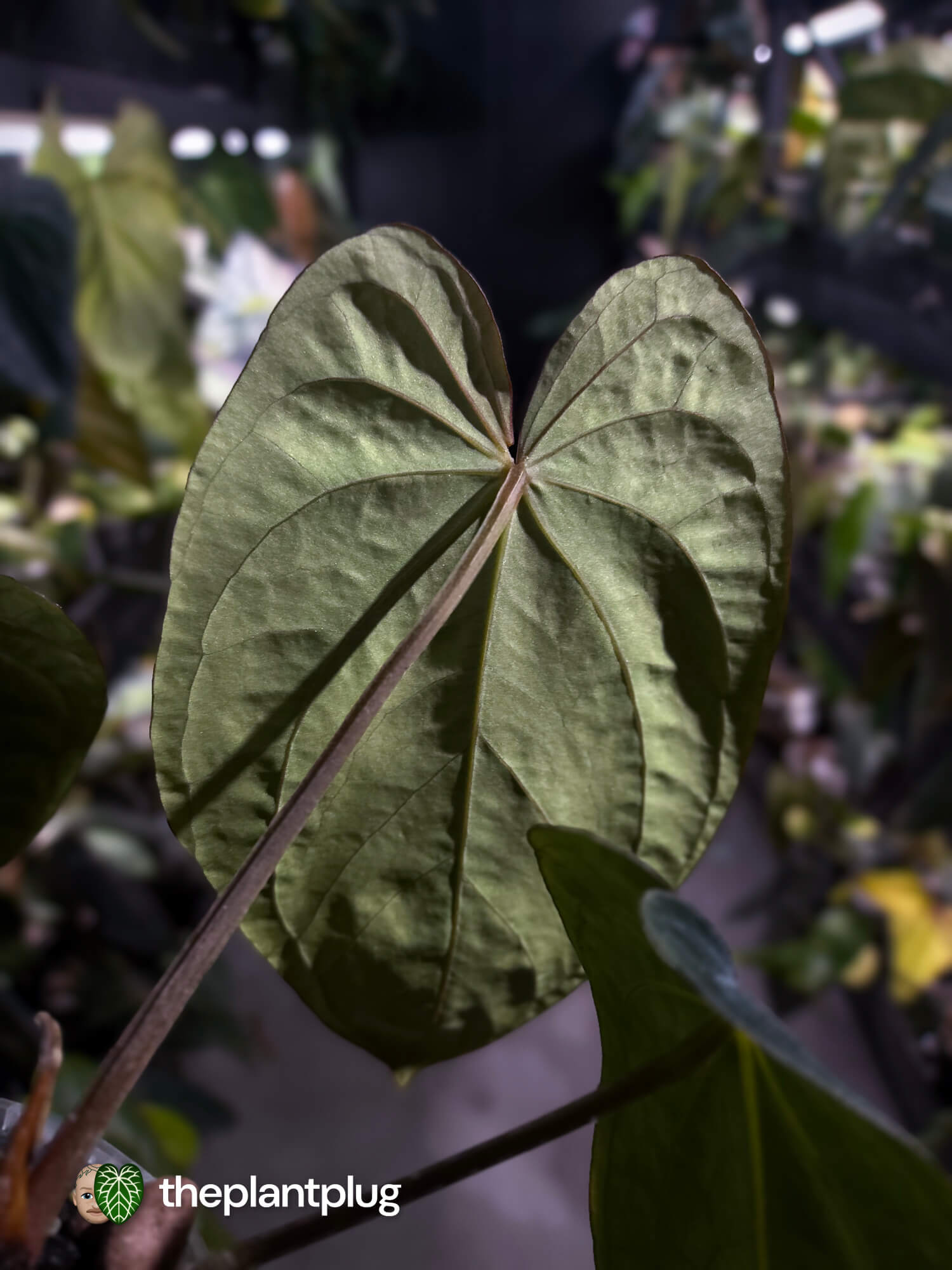 Anthurium (carlablackiae x dressleri 'RG') x antolakii / 'BVEP' • holdback