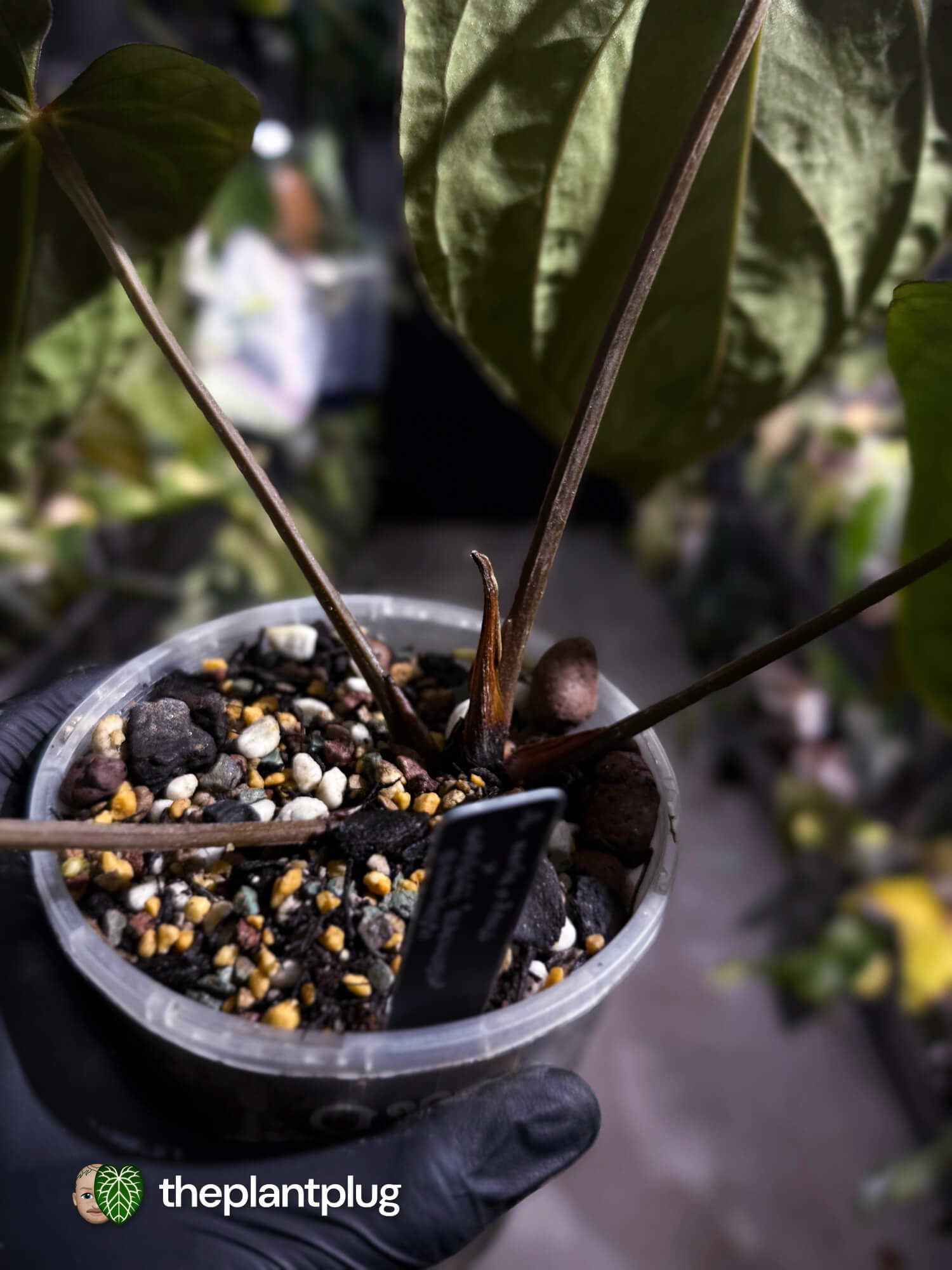 Anthurium (carlablackiae x dressleri 'RG') x antolakii / 'BVEP' • holdback