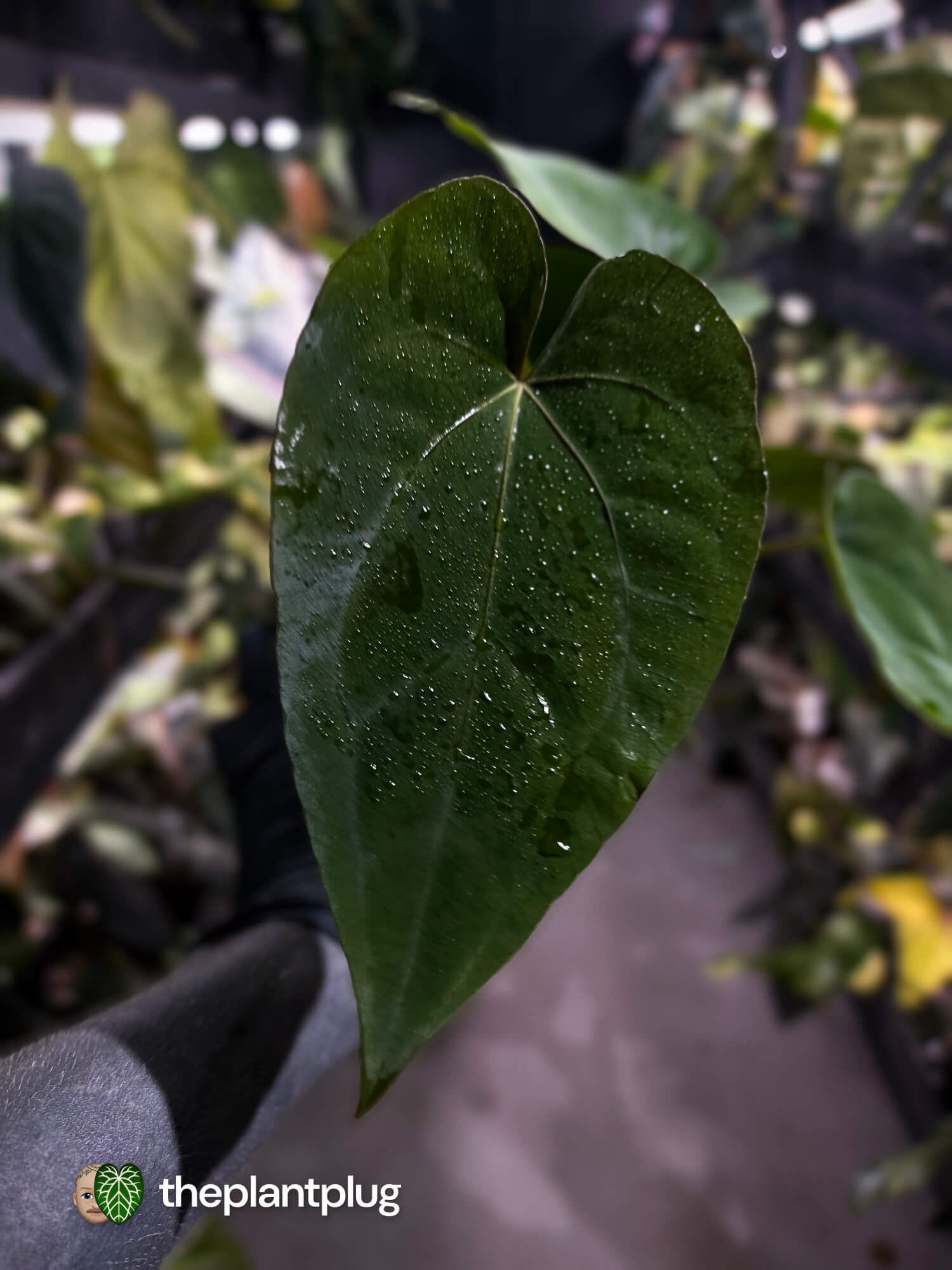 Anthurium #Hecate ('Blackx' x 'Hoffx') x dressleri (ex. LAS) • 3 plants