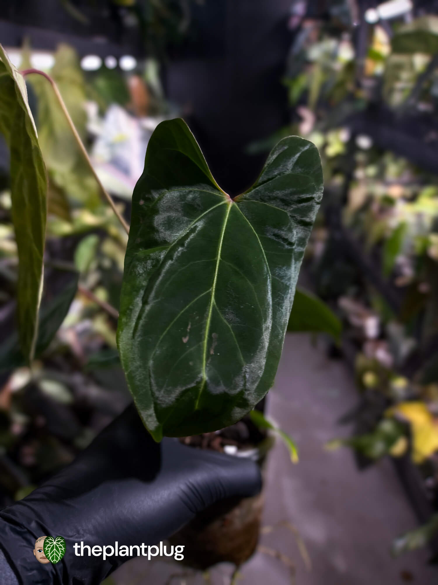 Anthurium besseae aff 'Elektra' x sp. 'Peru Velvet'