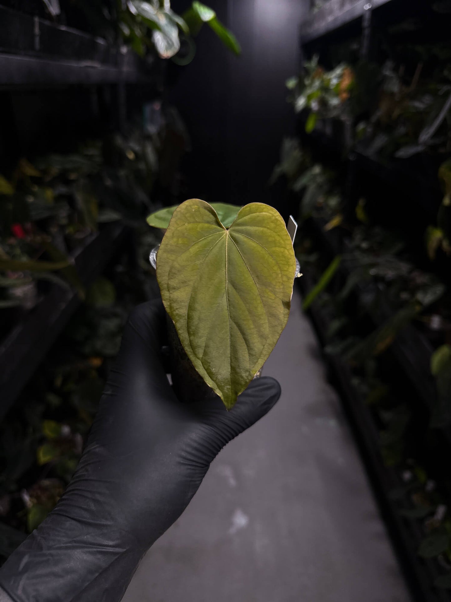 Anthurium kunayalense 'PM5' x 'PM3'