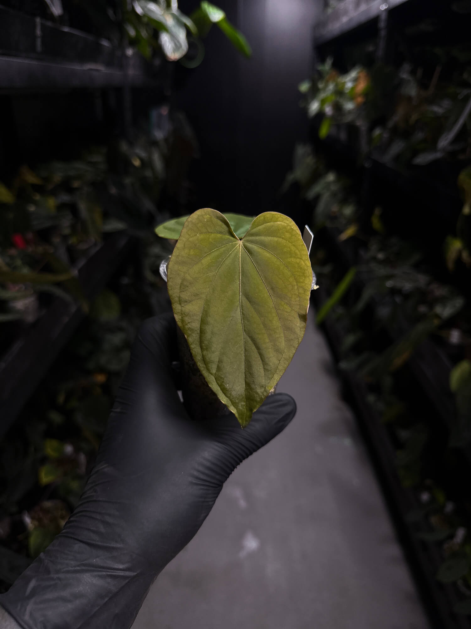 Anthurium kunayalense 'PM5' x 'PM3'