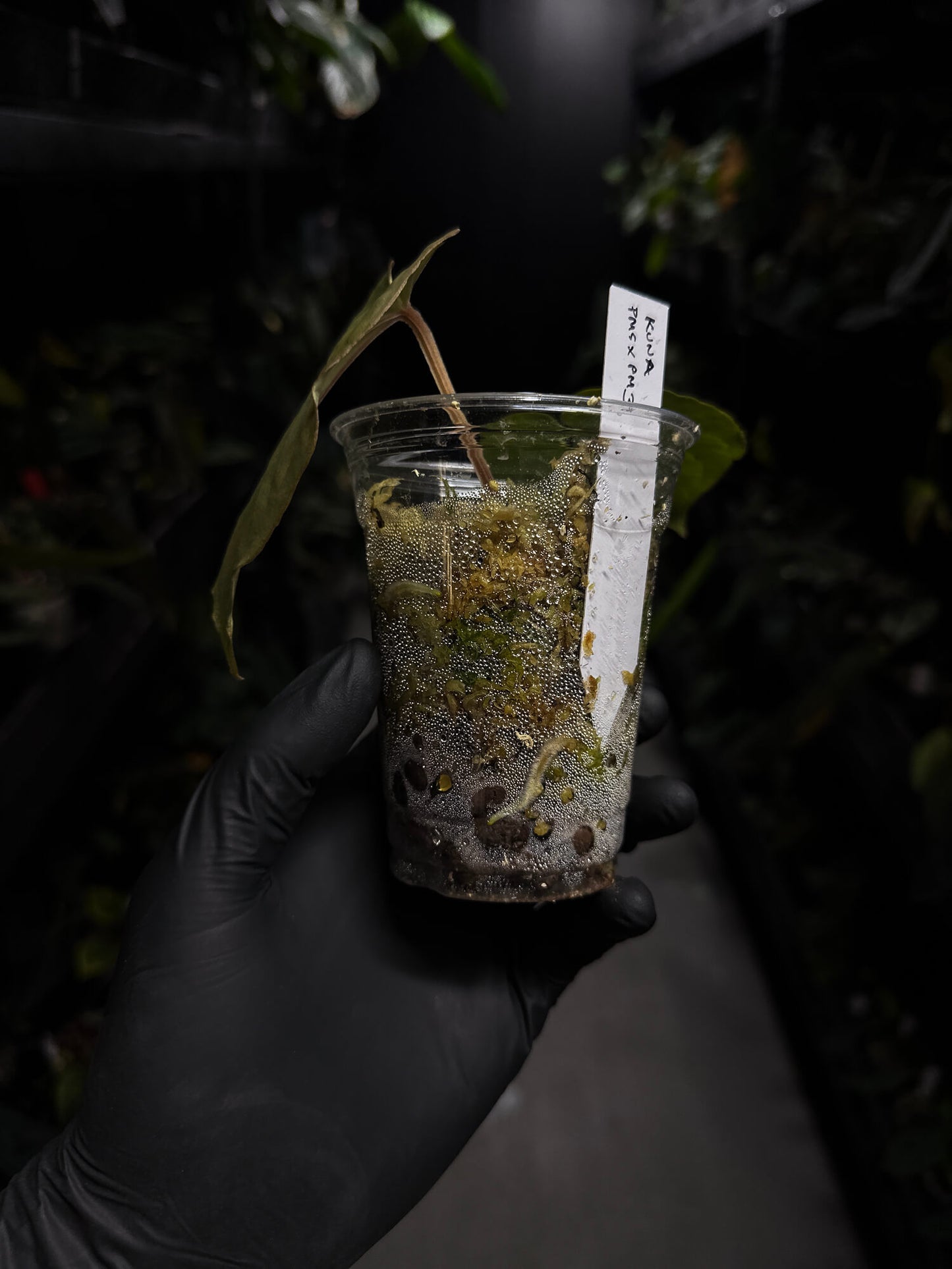 Anthurium kunayalense 'PM5' x 'PM3'