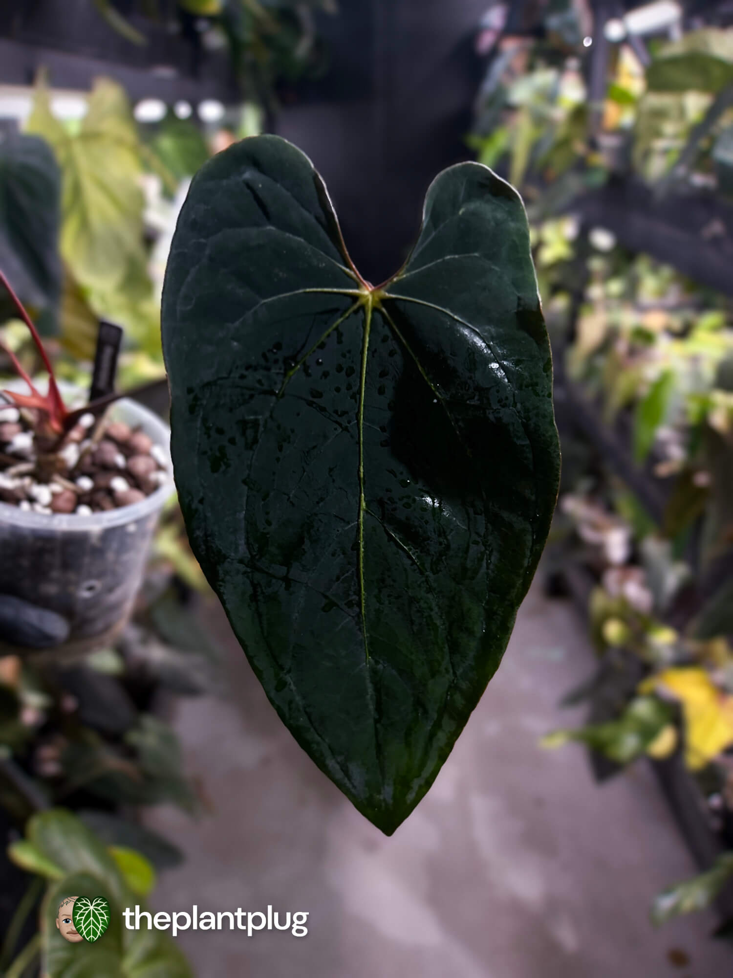 anthurium basilisk Anthurium #BlackBasilisk '3' • select holdback prop – The Plant Plug