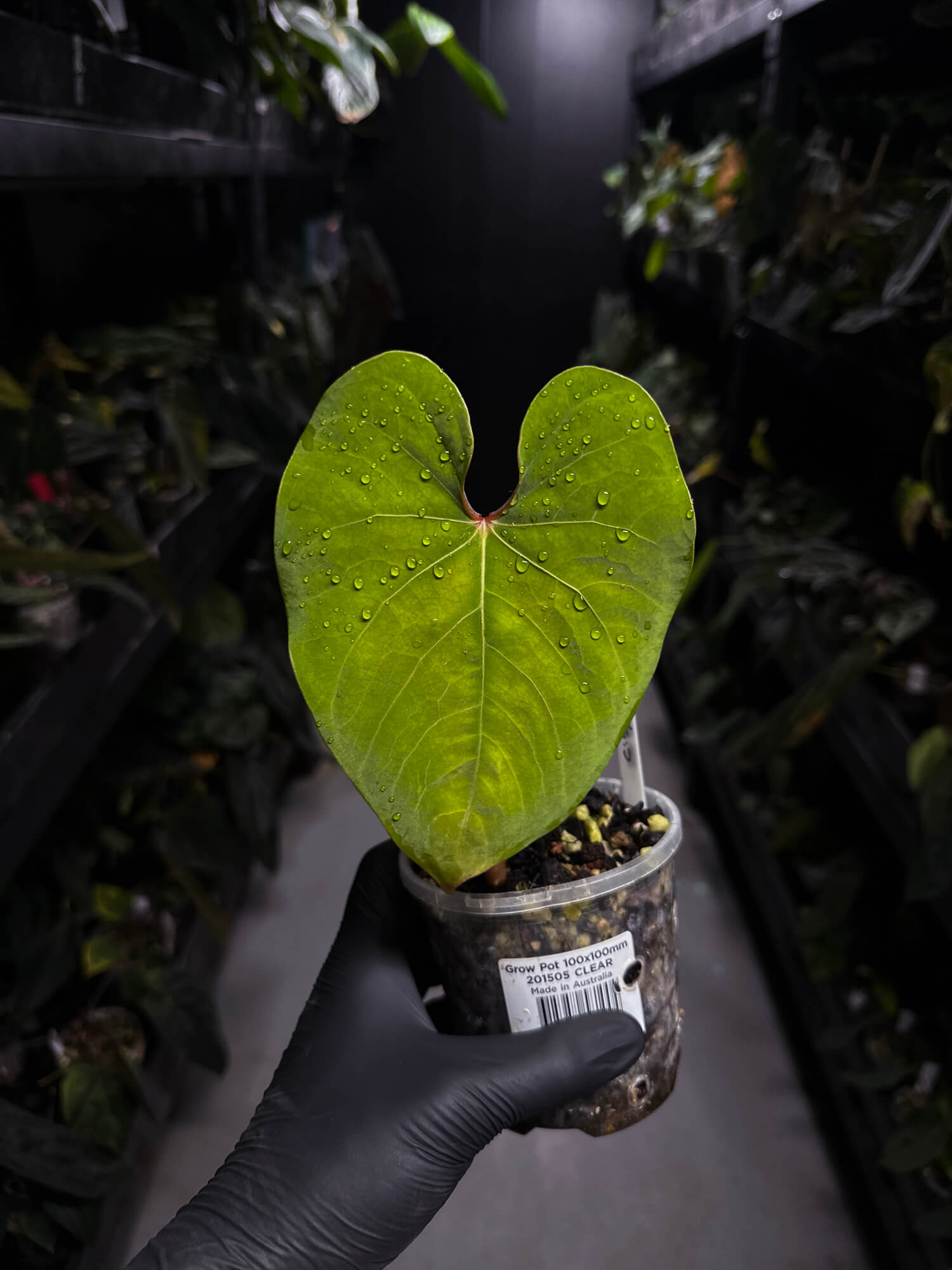 Anthurium sp. 'Peru velvet'
