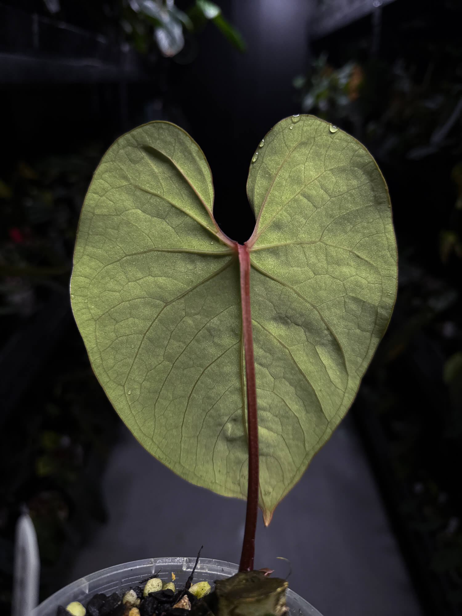 Anthurium sp. 'Peru velvet'