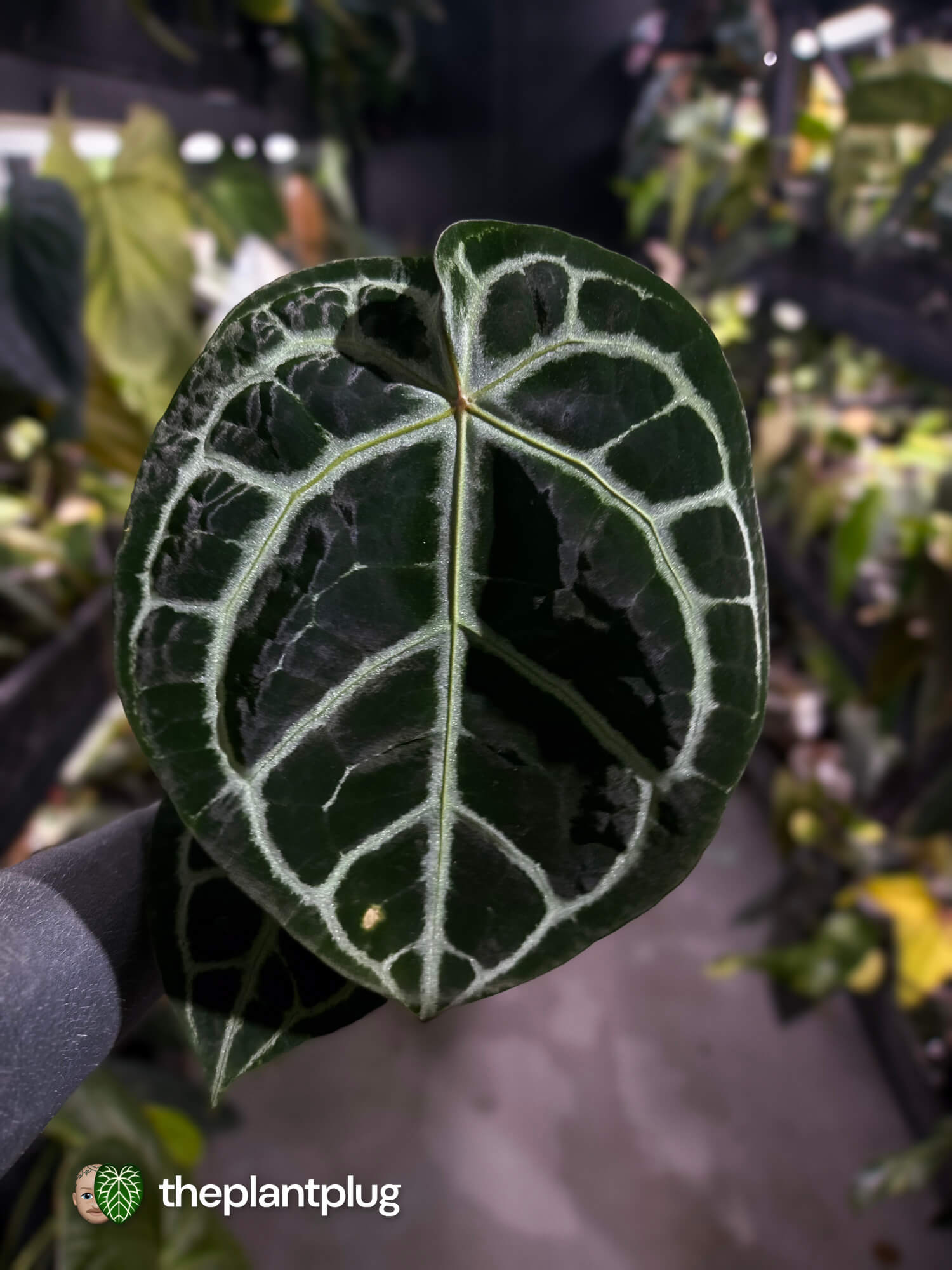 Anthurium 'Michelle' x ('SKG Silver' x 'Red crystallinum') 🌟