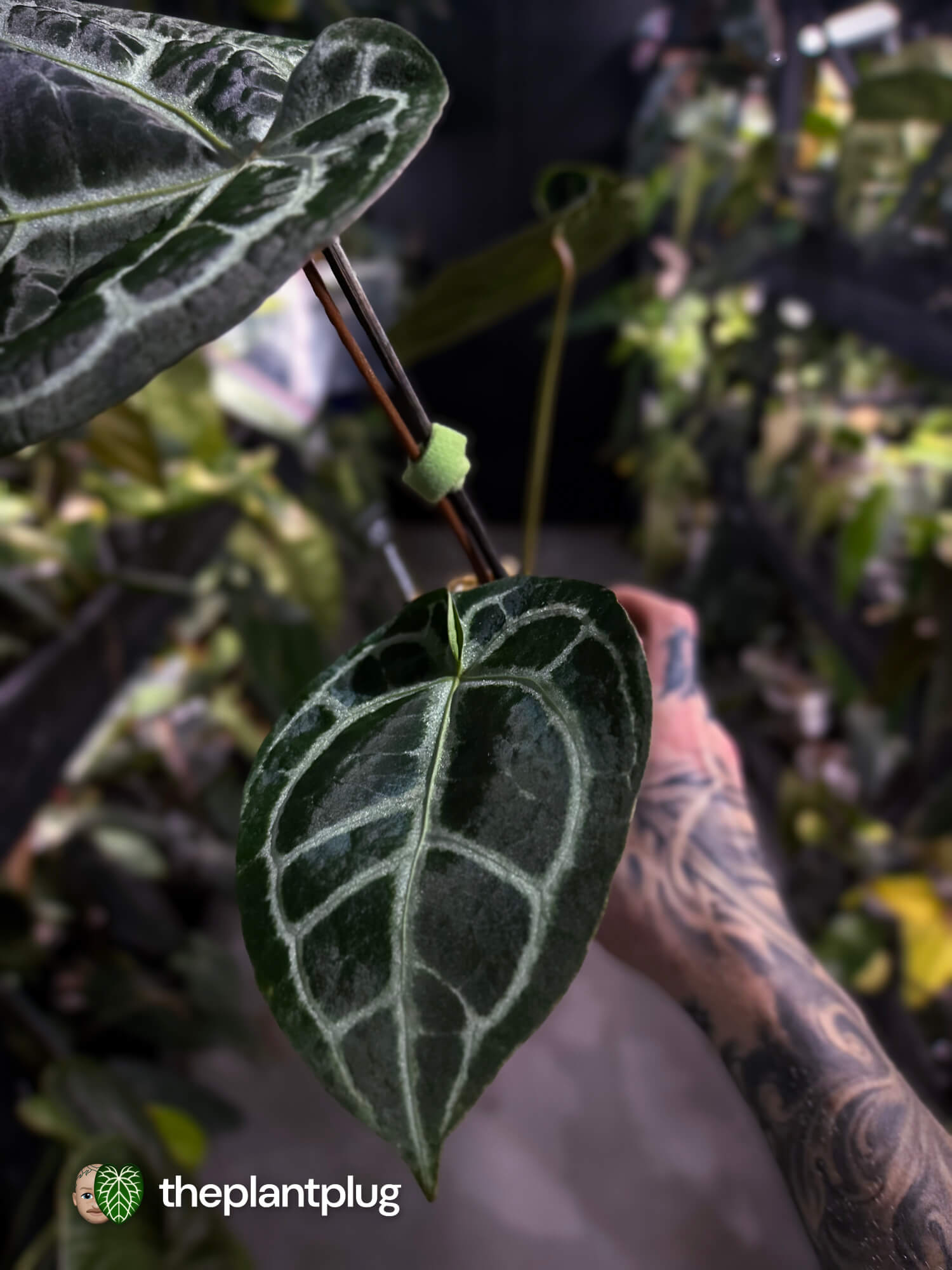 Anthurium 'Michelle' x ('SKG Silver' x 'Red crystallinum') 🌟