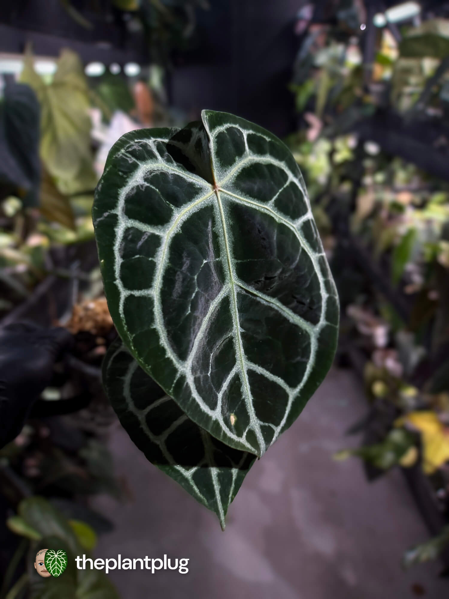 Anthurium 'Michelle' x ('SKG Silver' x 'Red crystallinum') 🌟