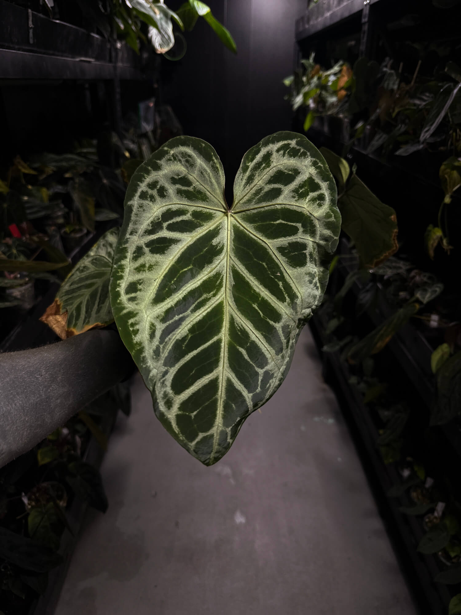 Anthurium 'Silver Pink' • XL plant