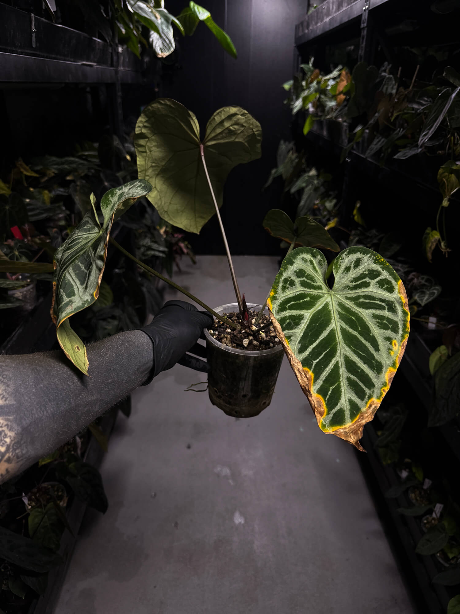 Anthurium 'Silver Pink' • XL plant