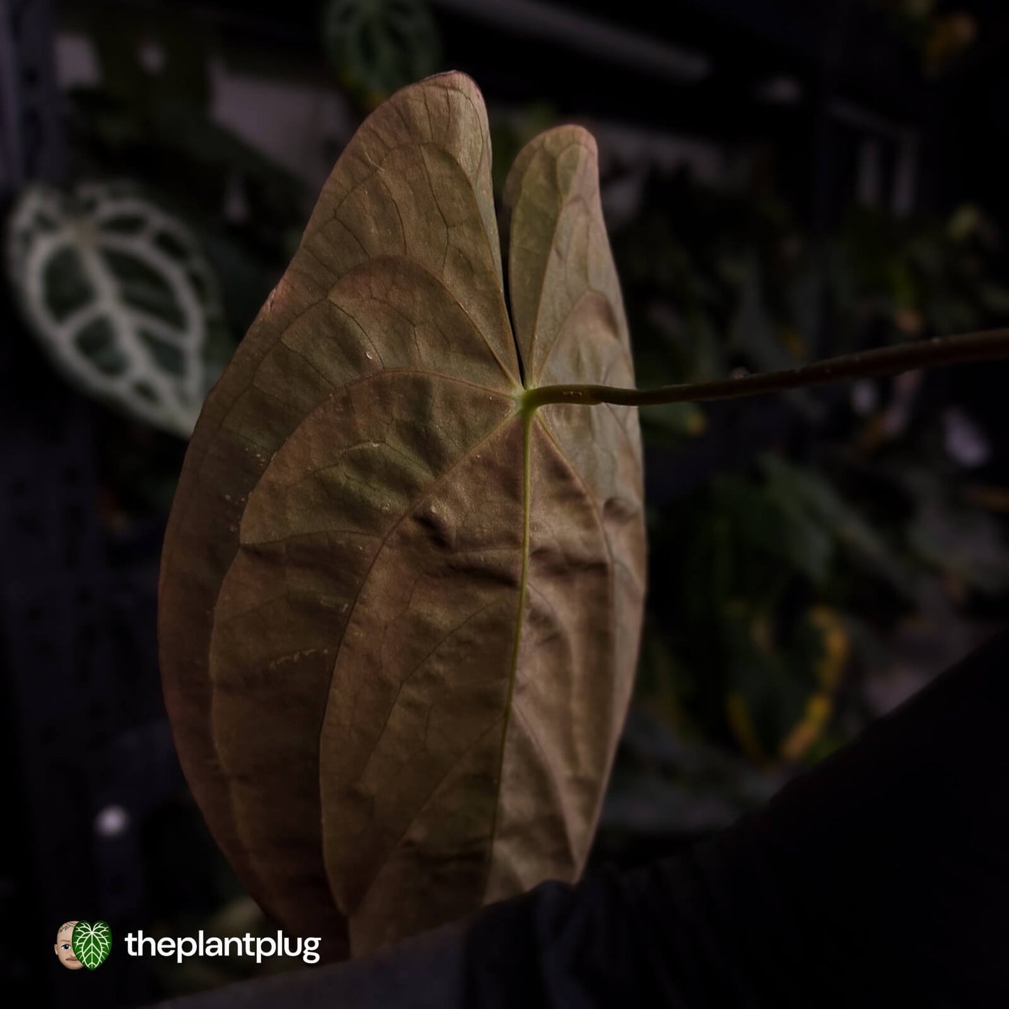Anthurium papillilaminum 'TPP3' • wild clone