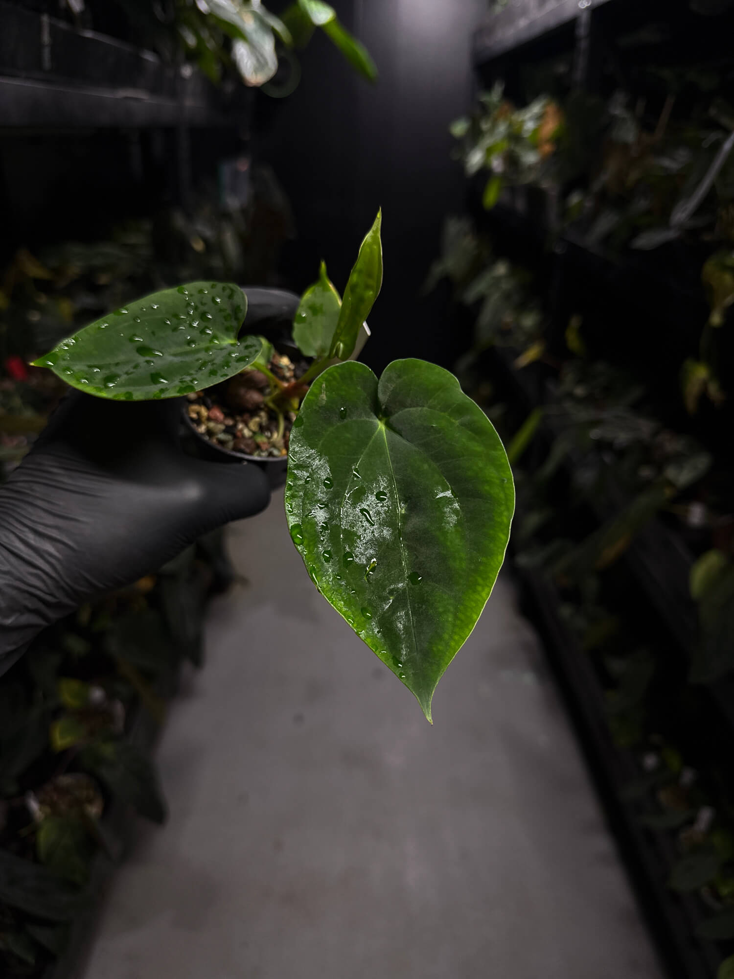 Anthurium papillilaminum 'RA6' x antolakii / 'BVEP' ('Round x RA')