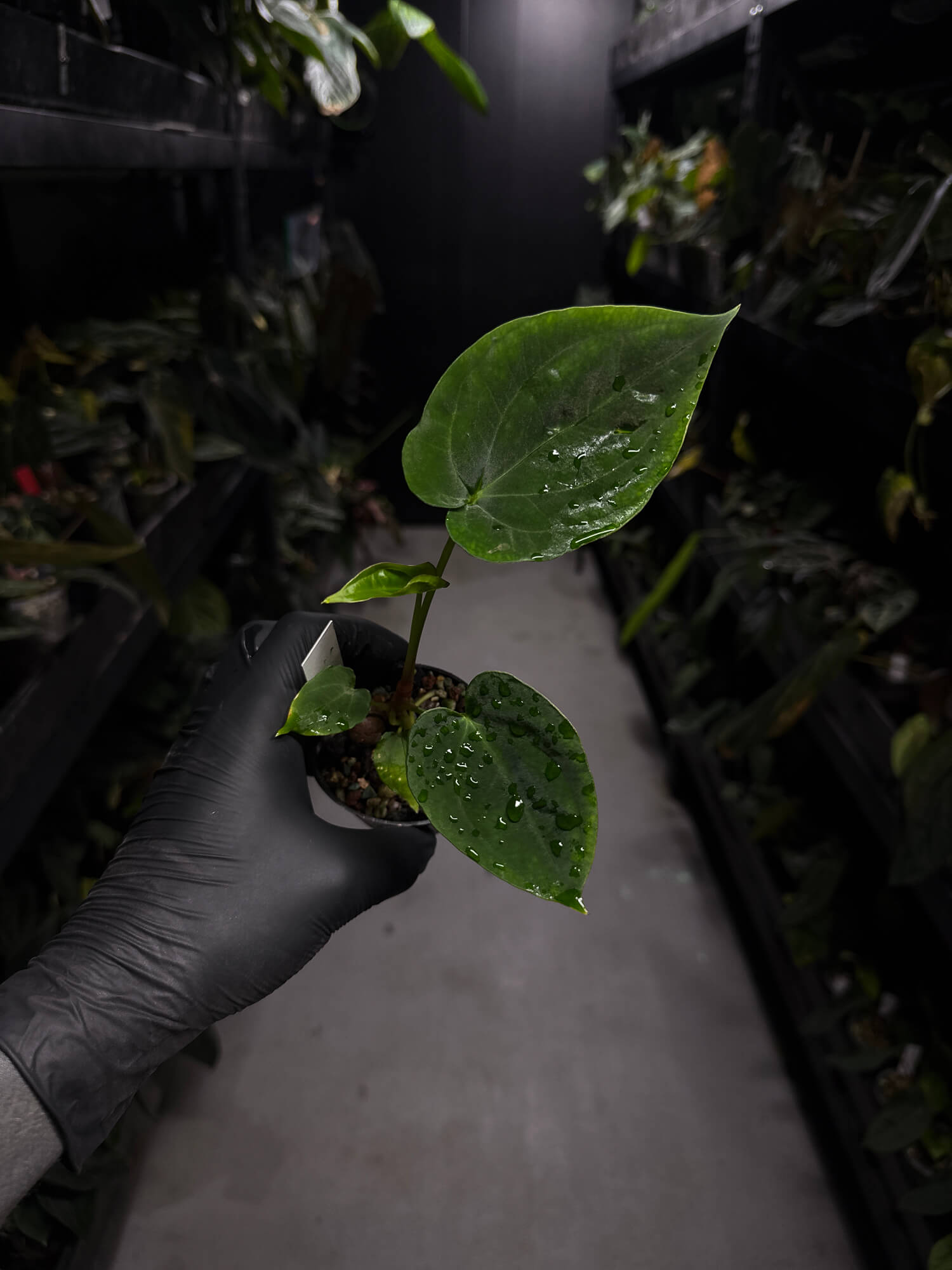 Anthurium papillilaminum 'RA6' x antolakii / 'BVEP' ('Round x RA')