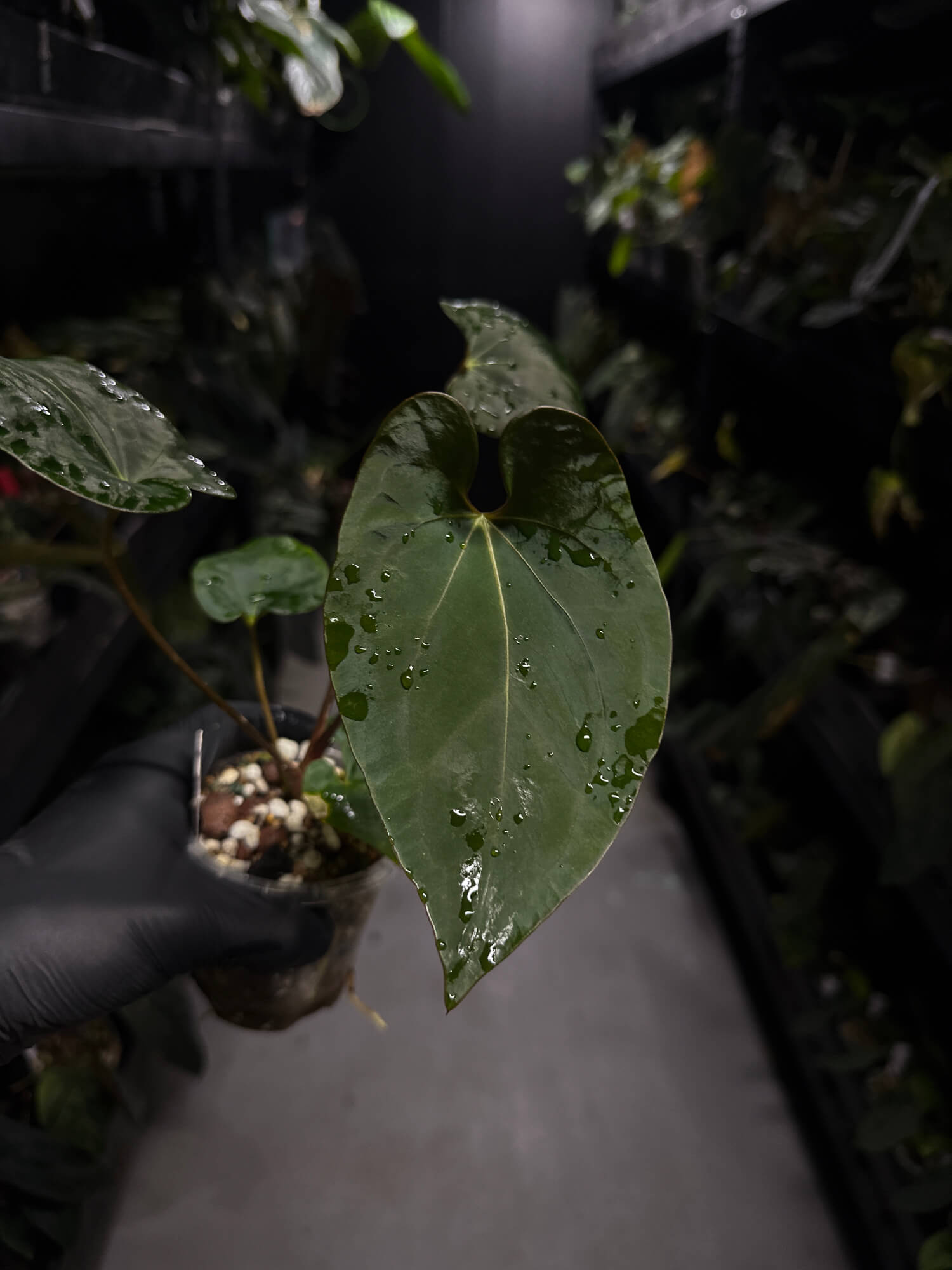 Anthurium #BlackCherry 'Red' x (hoffx x noid)