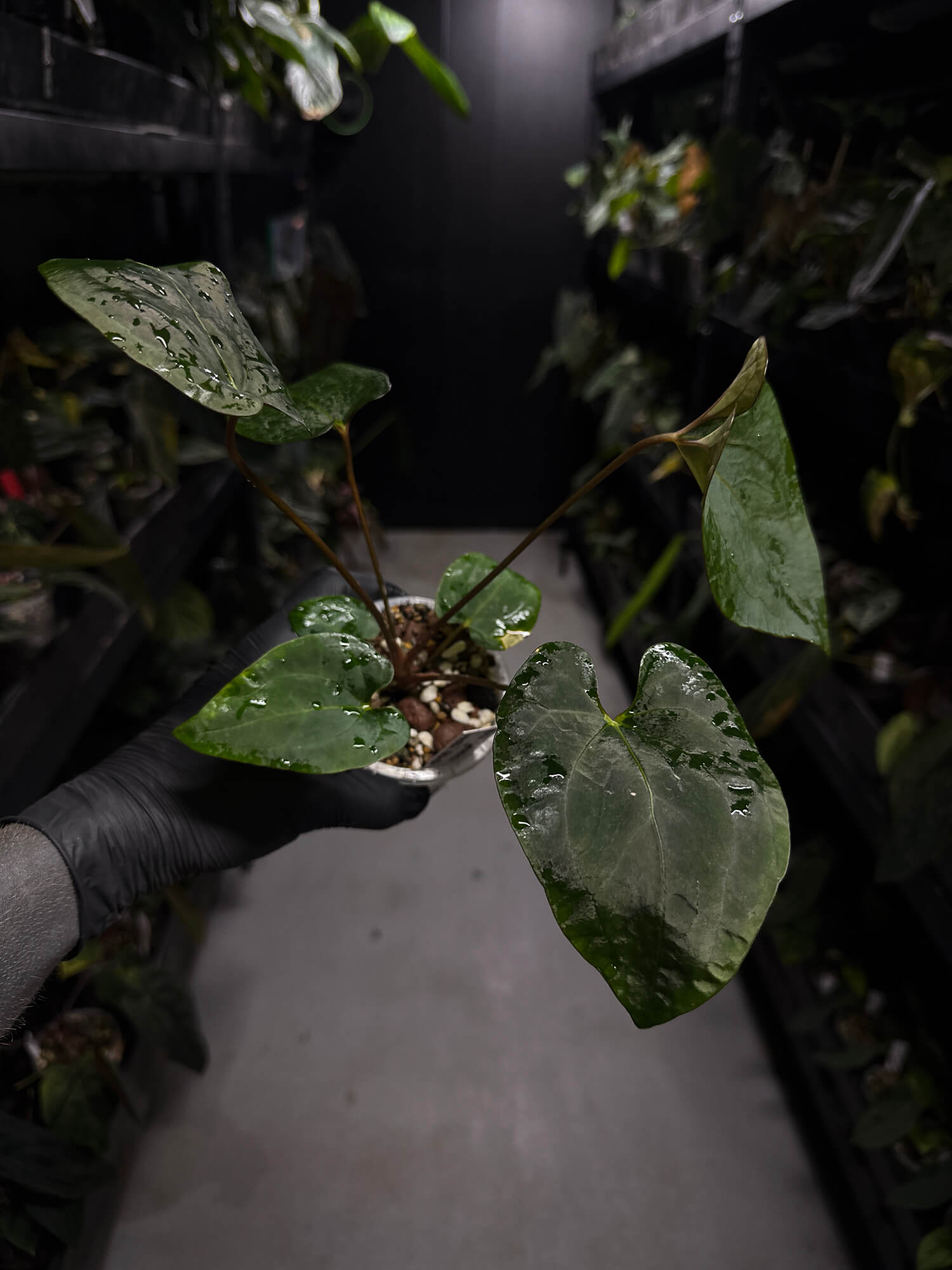 Anthurium #BlackCherry 'Red' x (hoffx x noid)