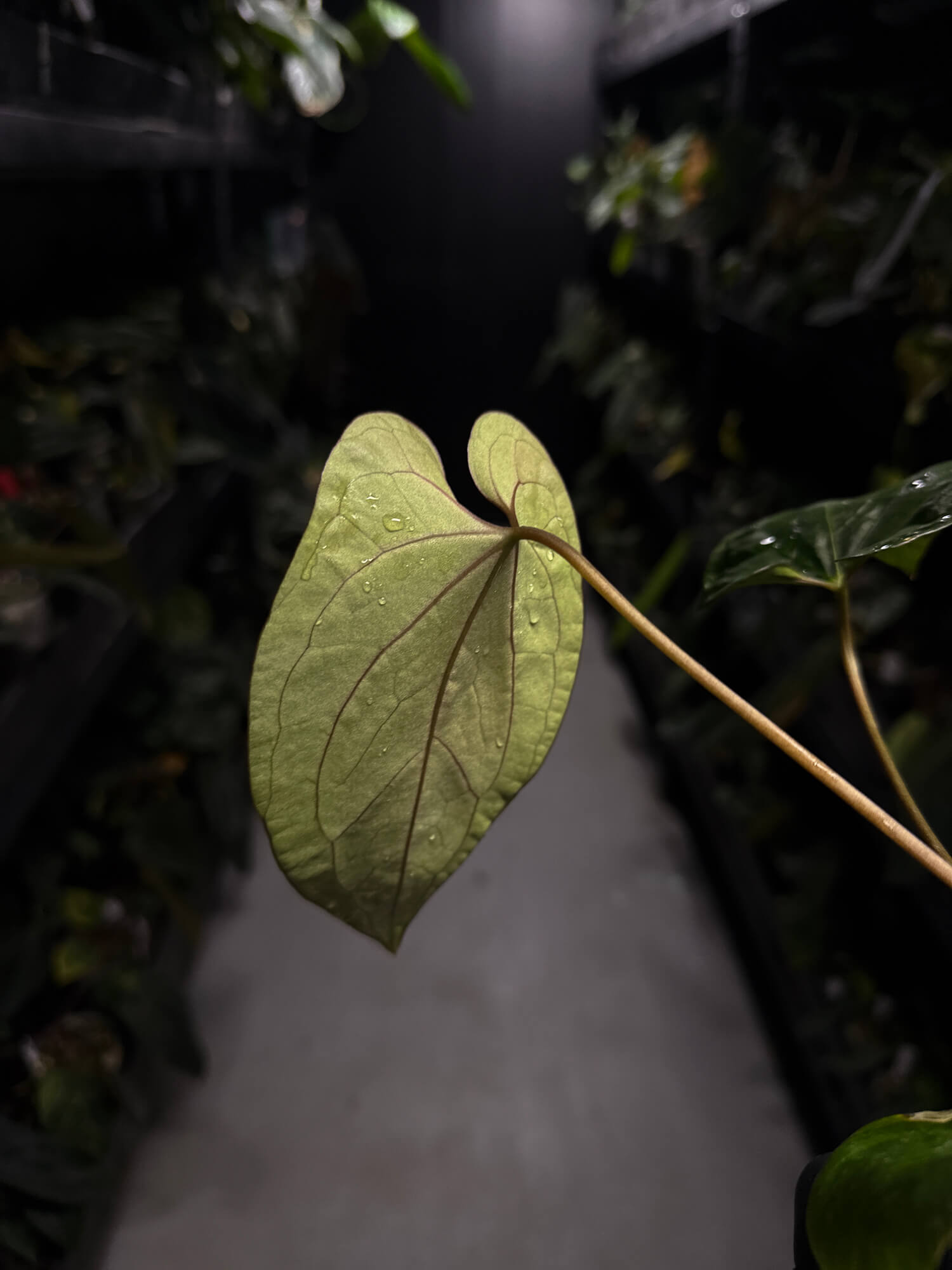 Anthurium #BlackCherry 'Red' x (hoffx x noid)