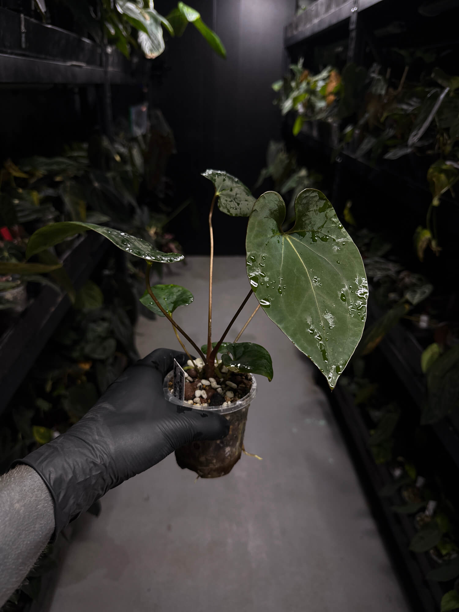 Anthurium #BlackCherry 'Red' x (hoffx x noid)