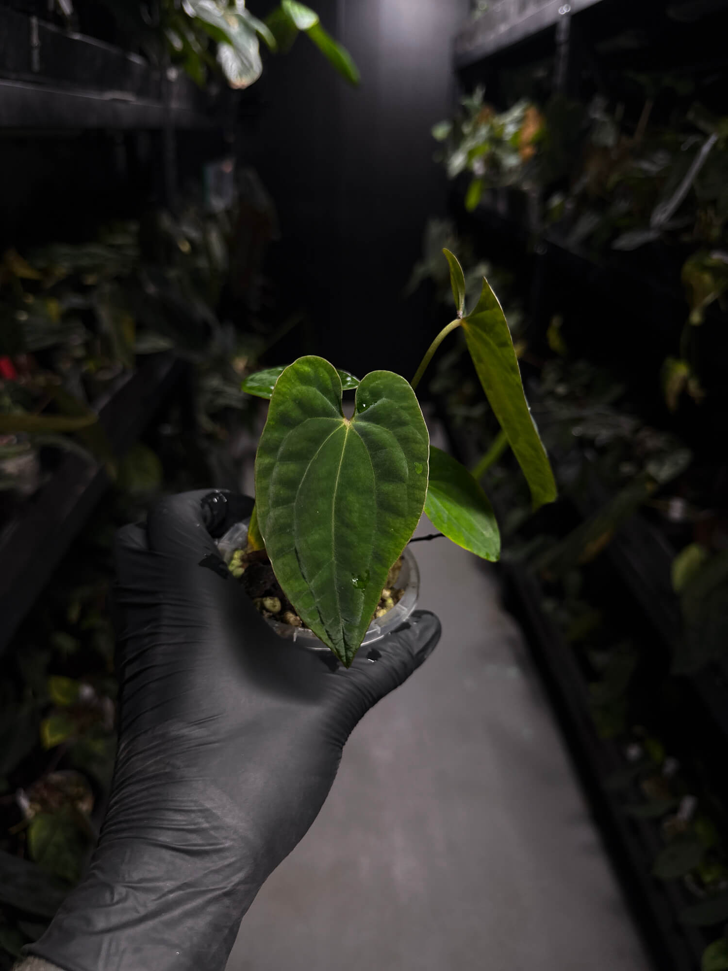 Anthurium antolakii / 'BVEP' x 'RVDP'