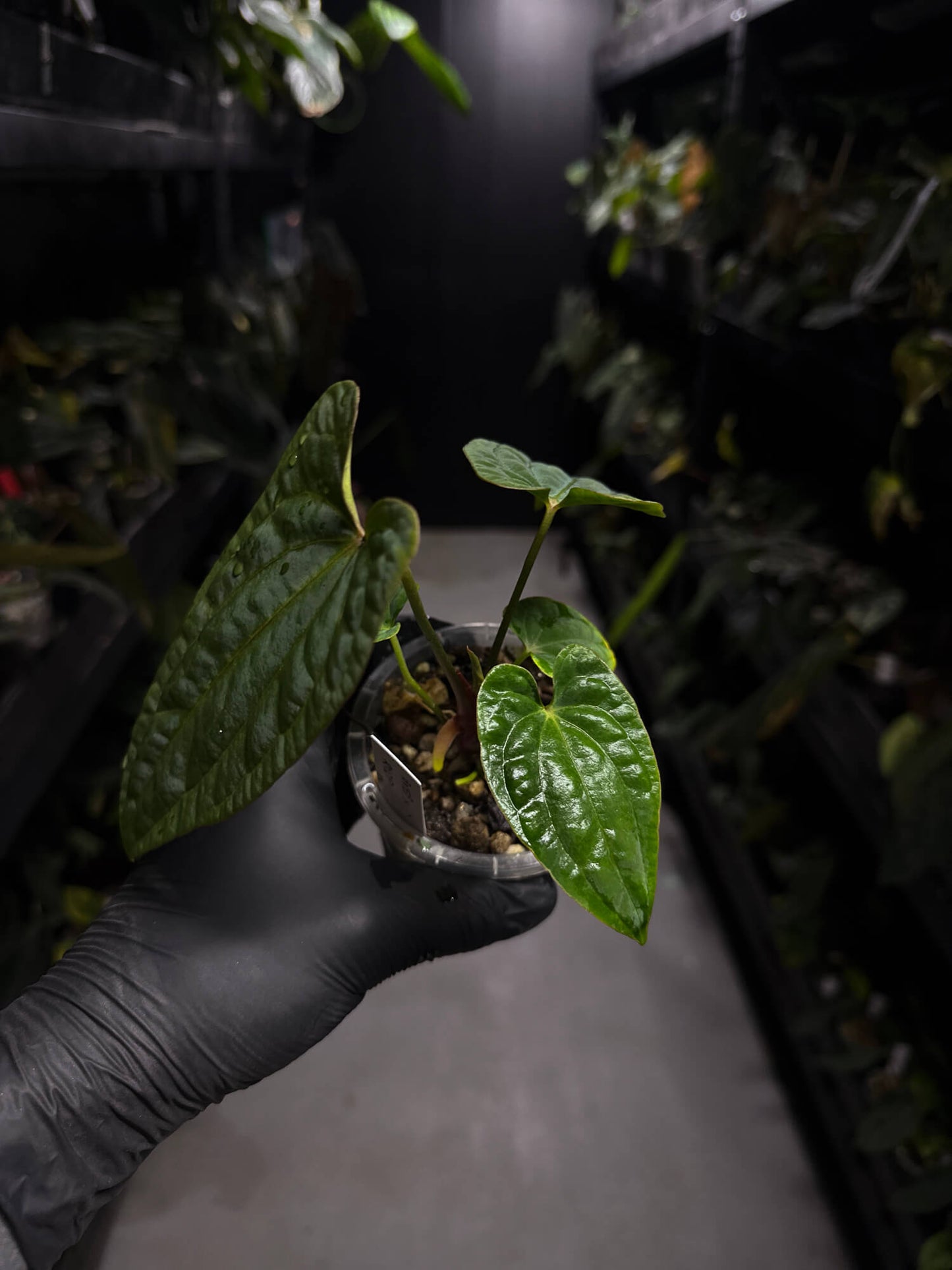 Anthurium antolakii / 'BVEP' x 'RVDP'
