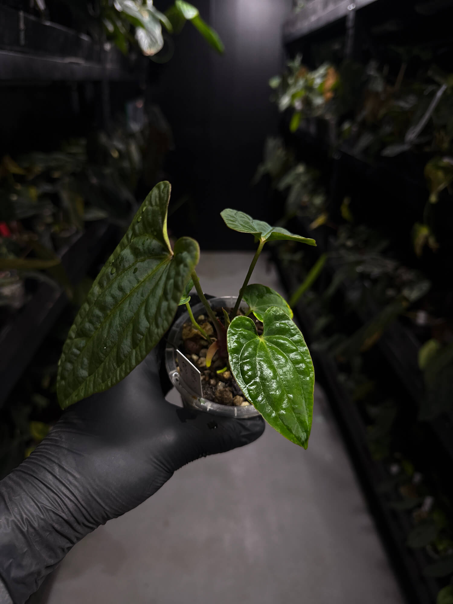 Anthurium antolakii / 'BVEP' x 'RVDP'