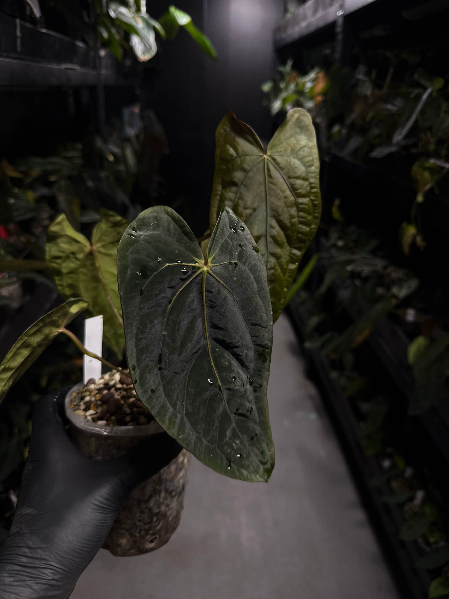 Anthurium papillilaminum 'GY' x 'Midnight Velvet'