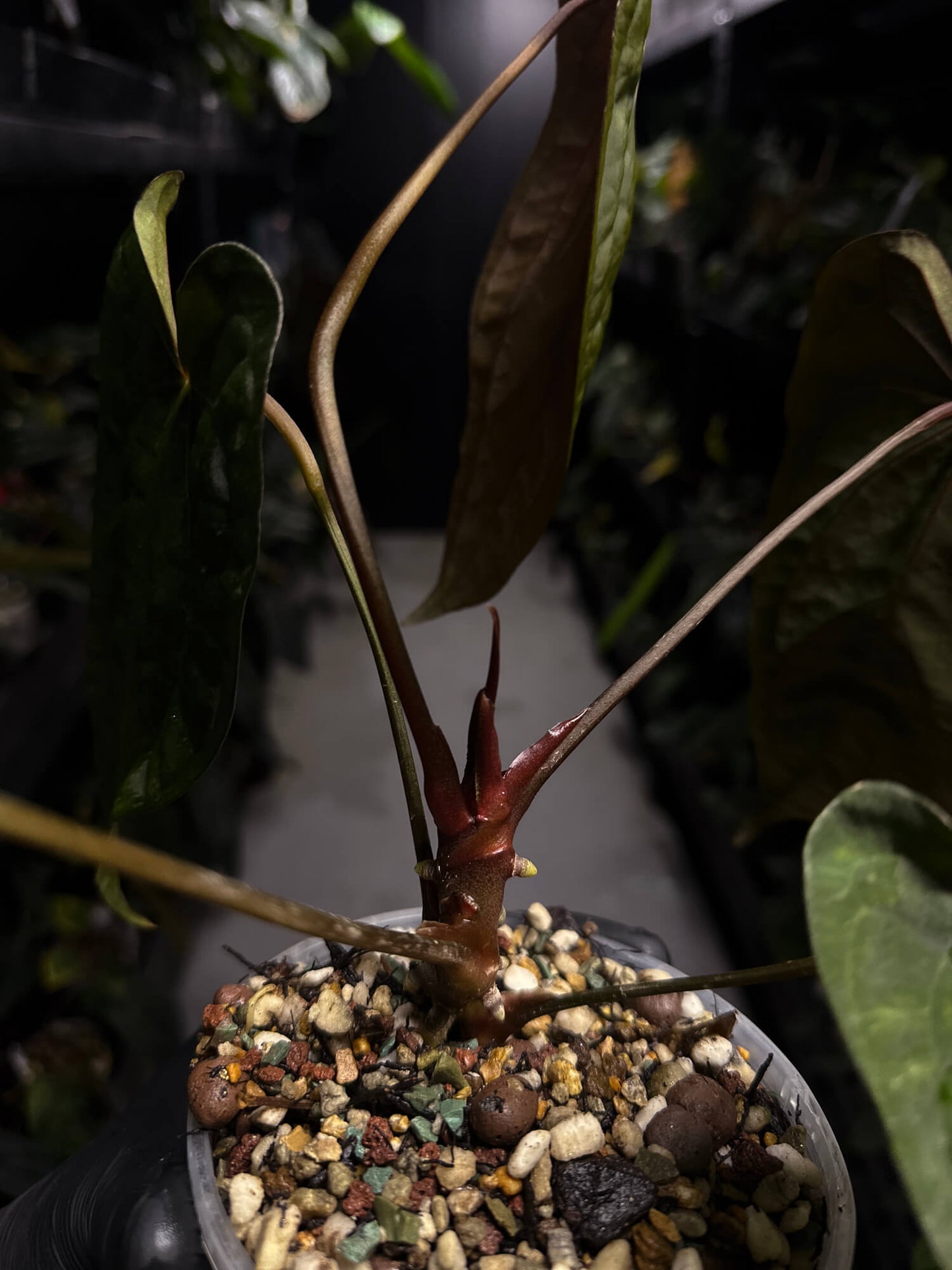 Anthurium papillilaminum 'GY' x 'Midnight Velvet'