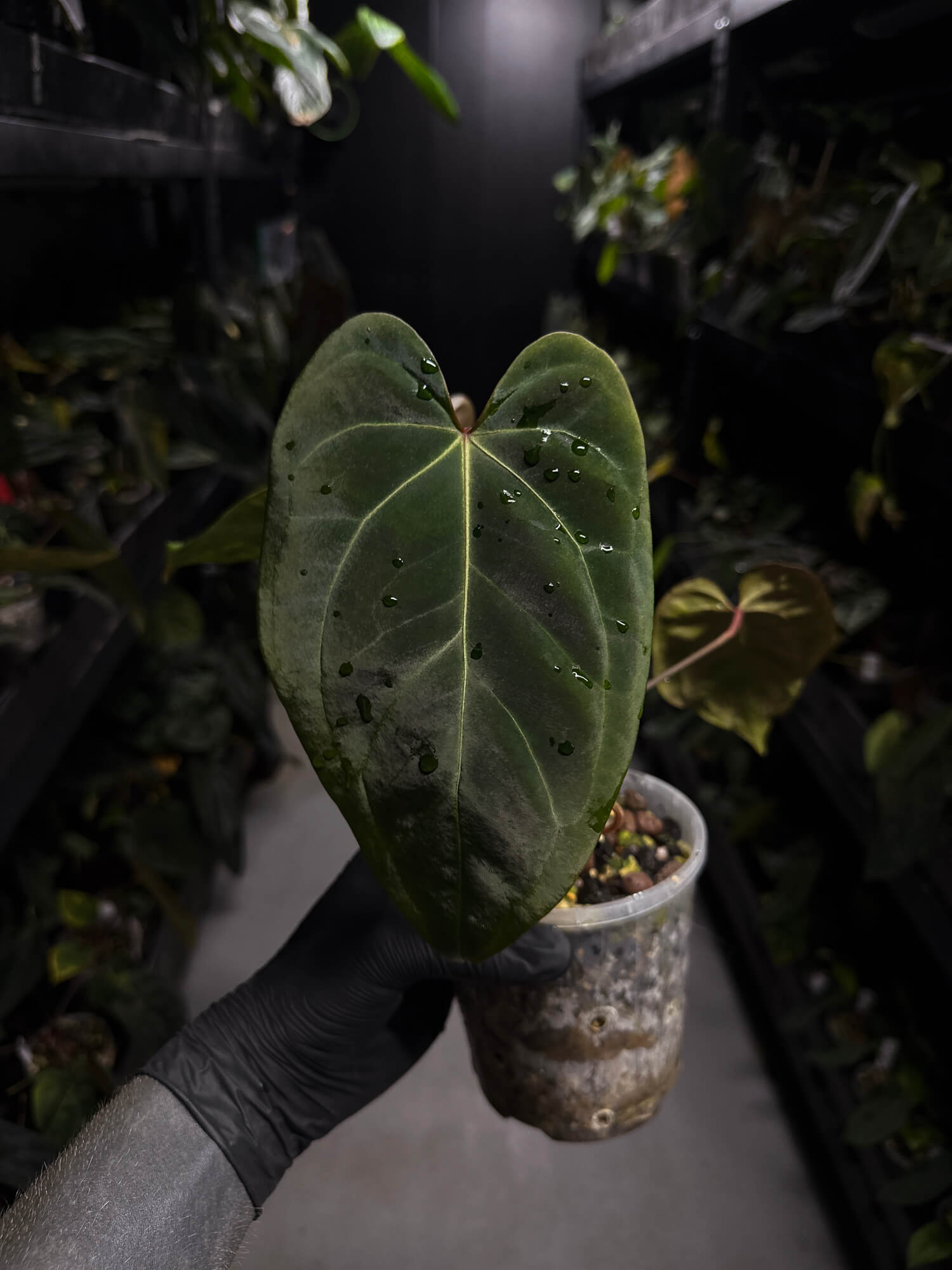 Anthurium #DarkMalice • ('Midnight Velvet' x crys) x besseae aff