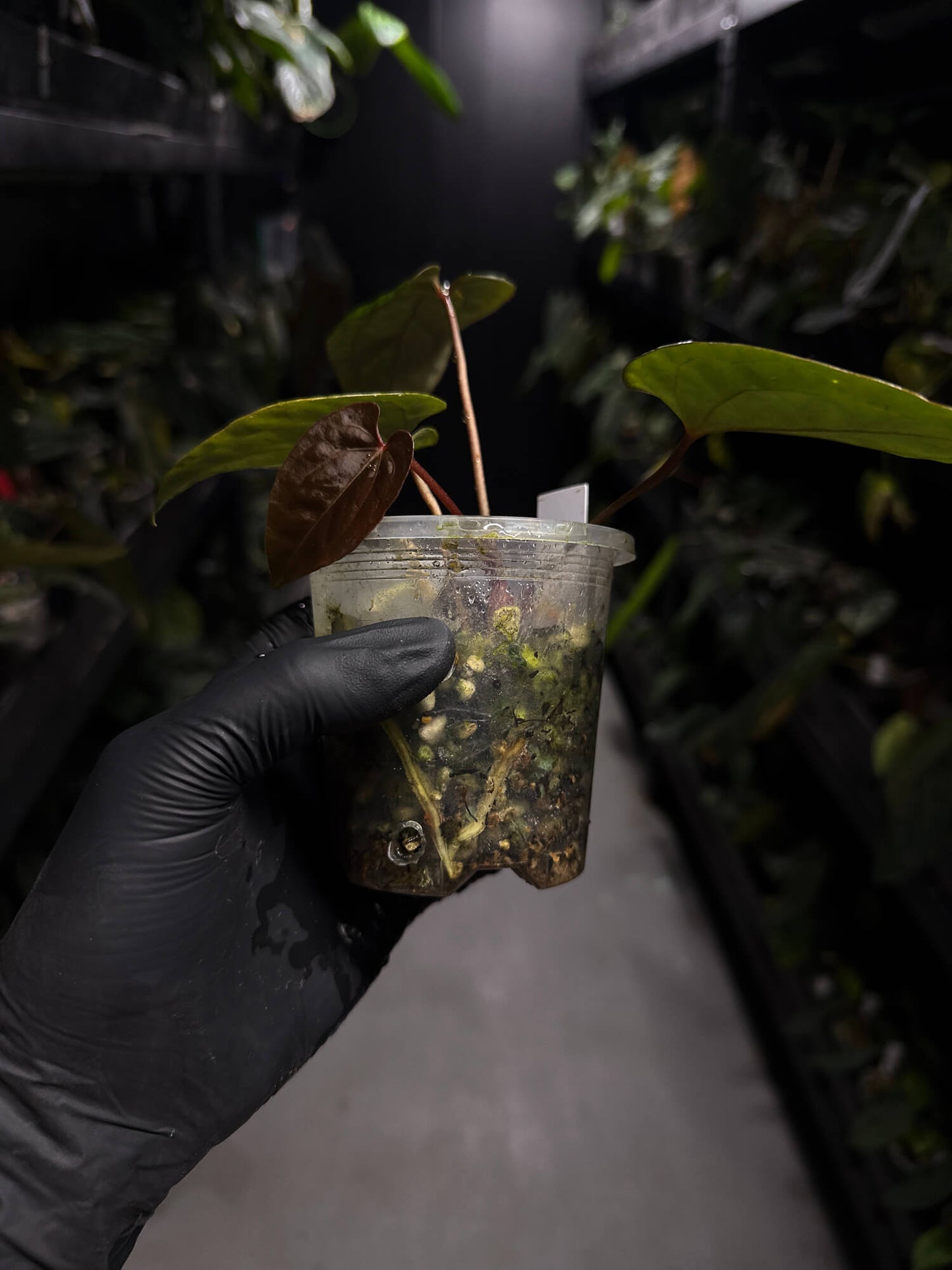 Anthurium ('Midnight Velvet' x crystallinum) x #BlackCherry 'Red' • select holdback