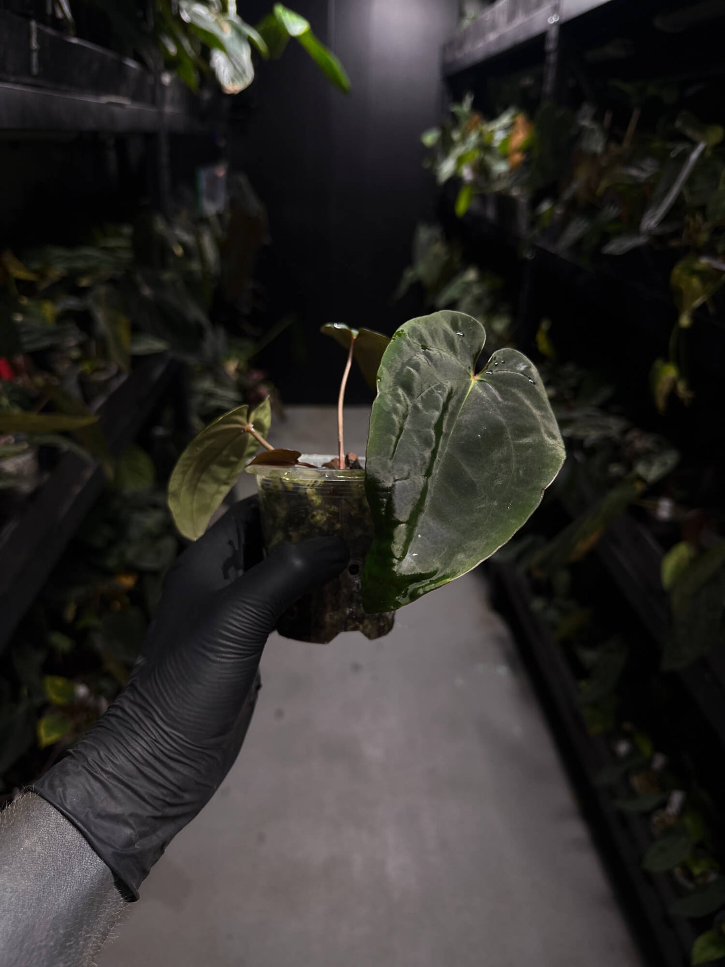 Anthurium ('Midnight Velvet' x crystallinum) x #BlackCherry 'Red' • select holdback
