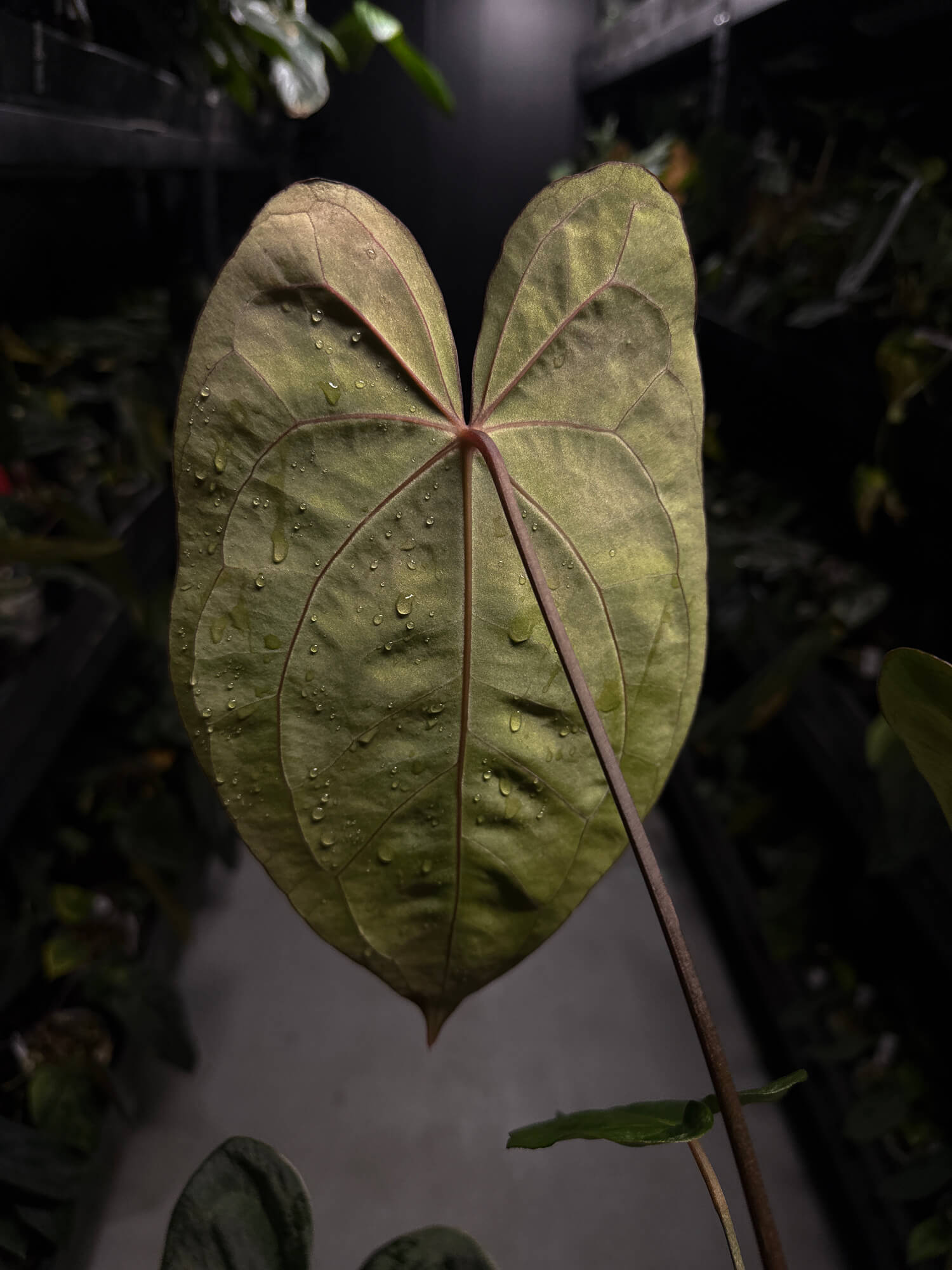 Anthurium carlablackiae ('GPH-001' x 'RA') x 'RVDP' • select plant