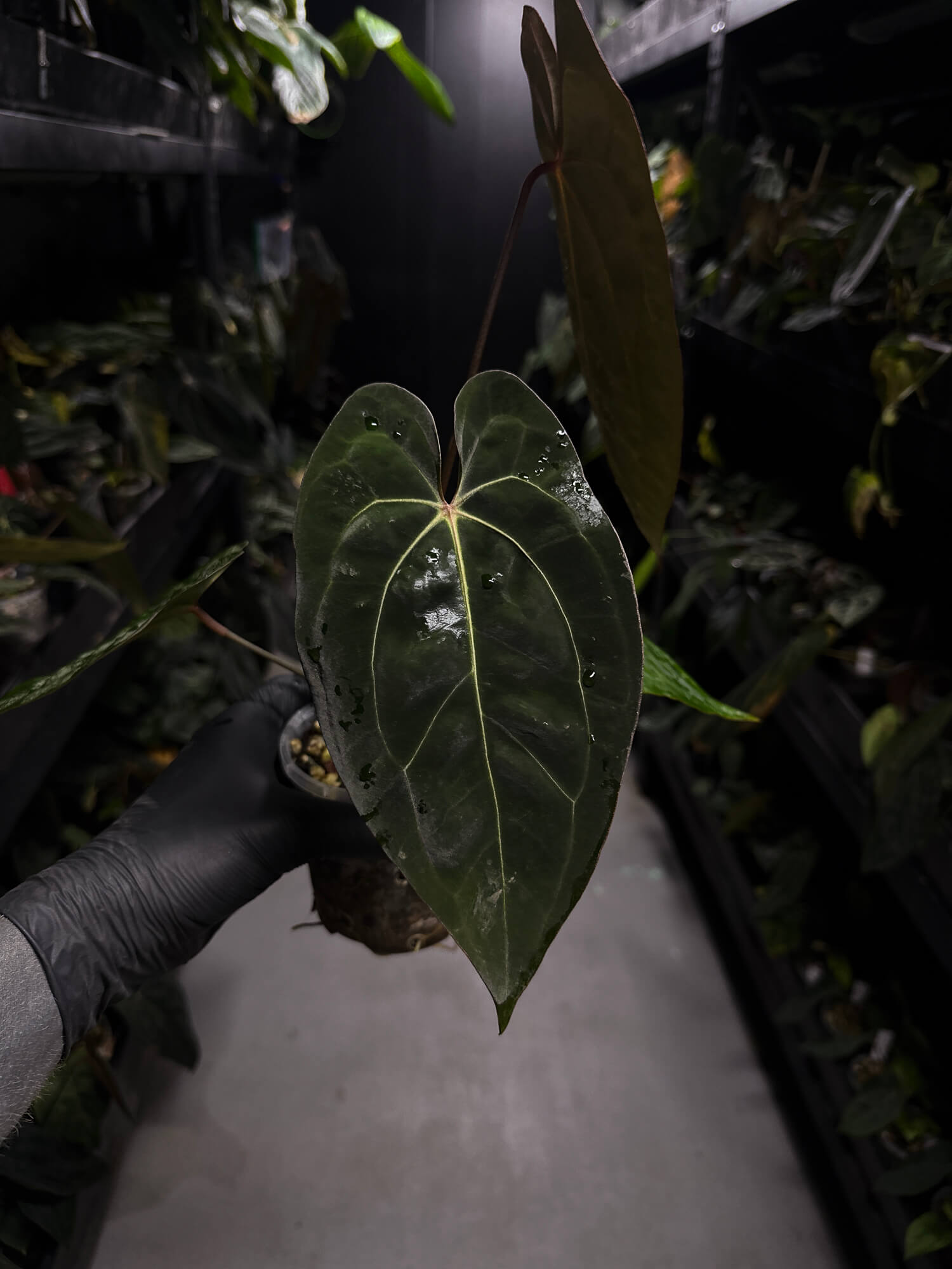 Anthurium carlablackiae ('GPH-001' x 'RA') x 'RVDP' • select plant
