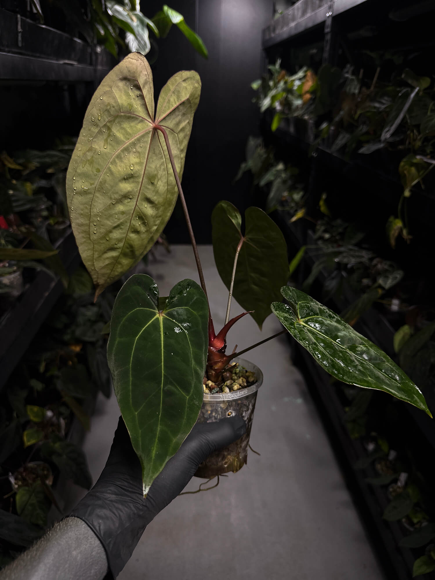 Anthurium carlablackiae ('GPH-001' x 'RA') x 'RVDP' • select plant