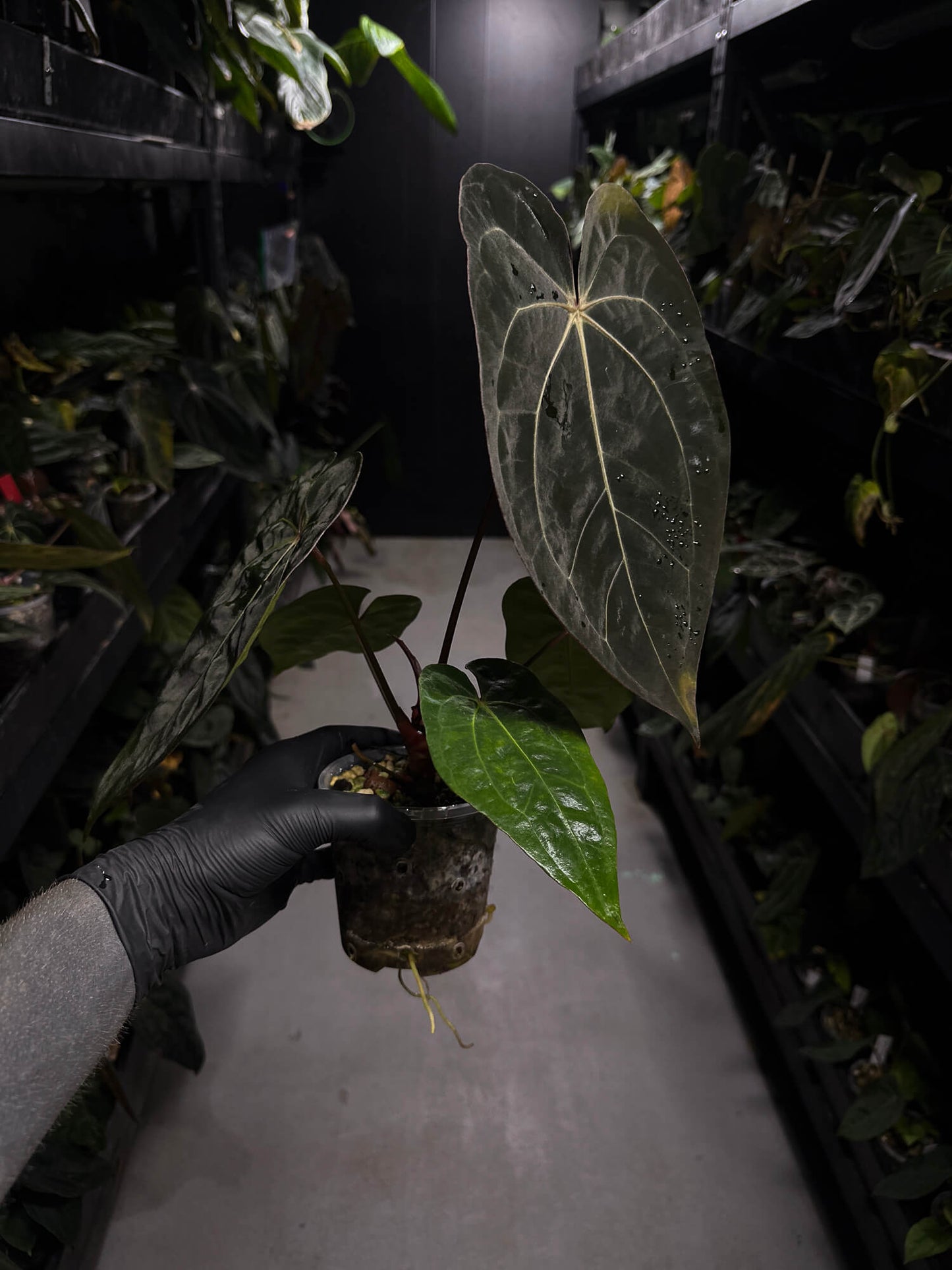 Anthurium carlablackiae ('GPH-001' x 'RA') x 'RVDP' • select plant