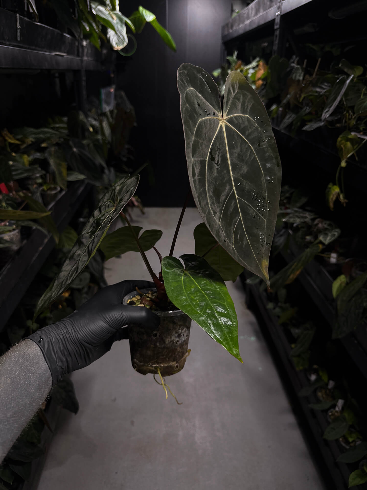 Anthurium carlablackiae ('GPH-001' x 'RA') x 'RVDP' • select plant