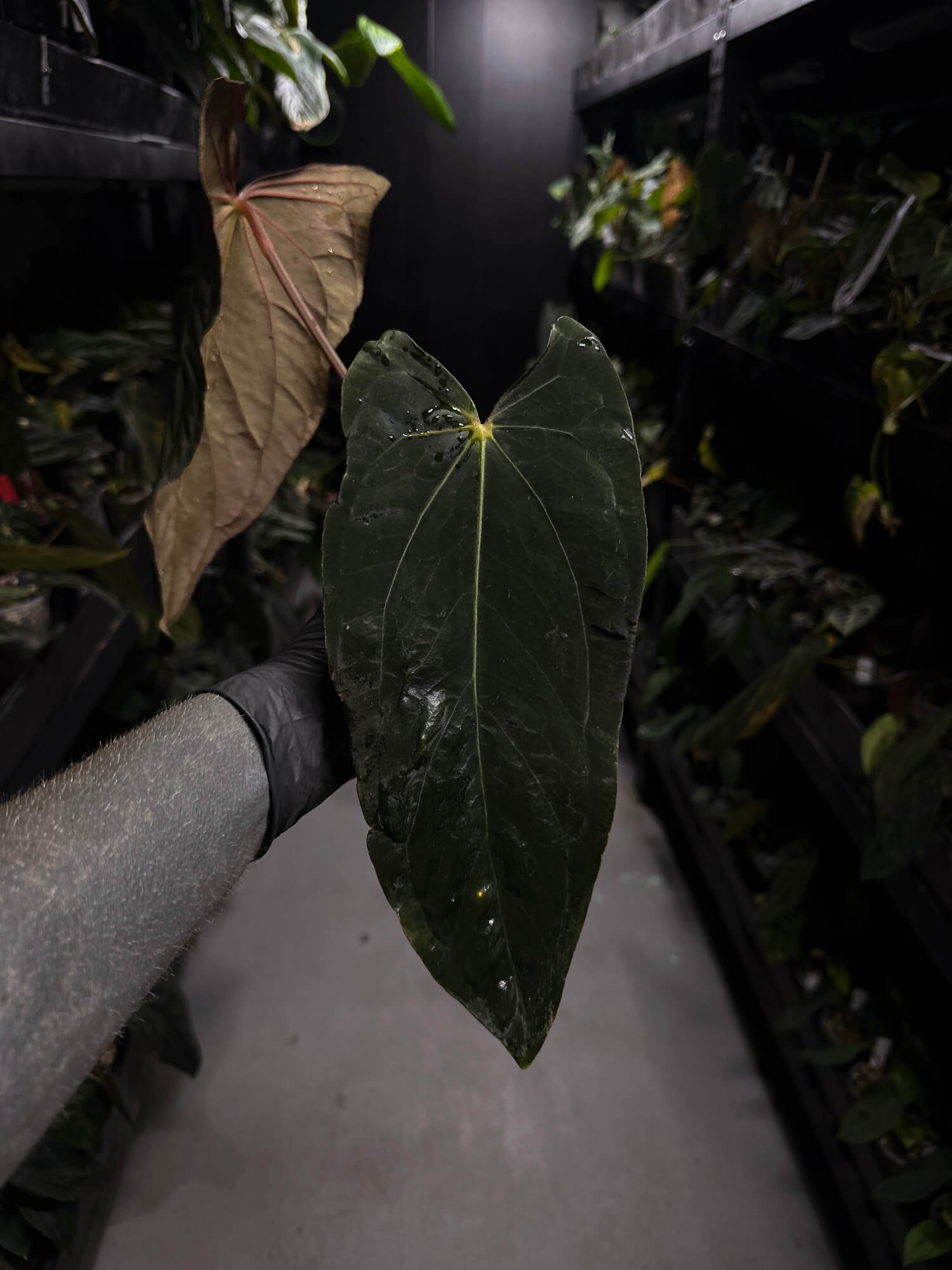 Anthurium (carlablackiae x dressleri) x (papillilaminum RLself) • holdback