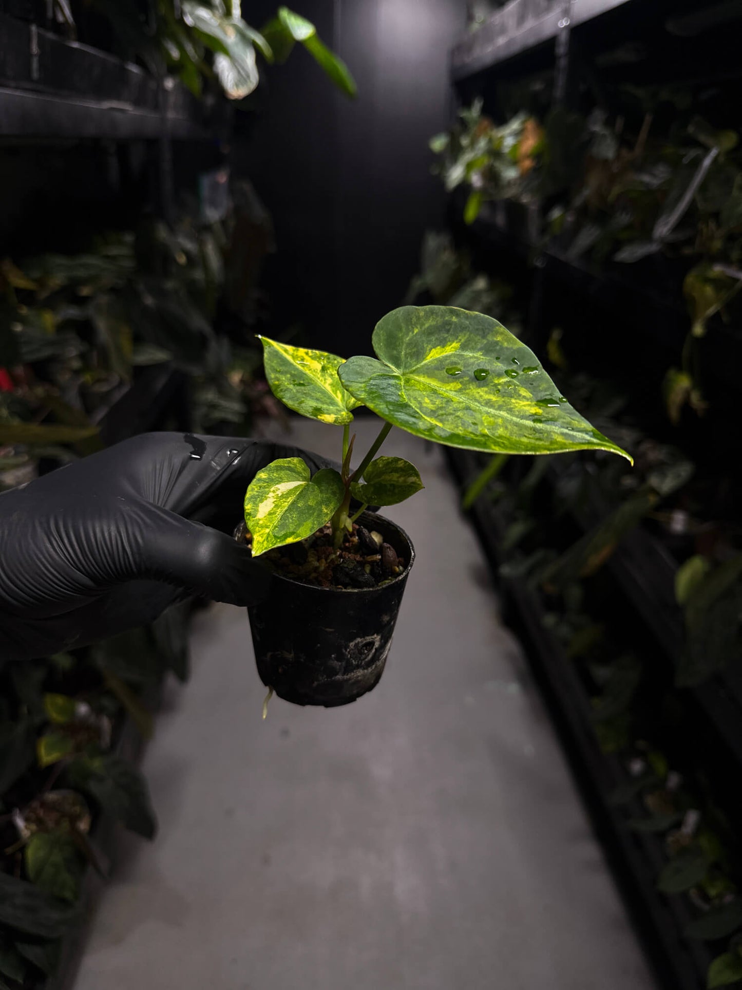 Anthurium forgetii hybrid • variegated