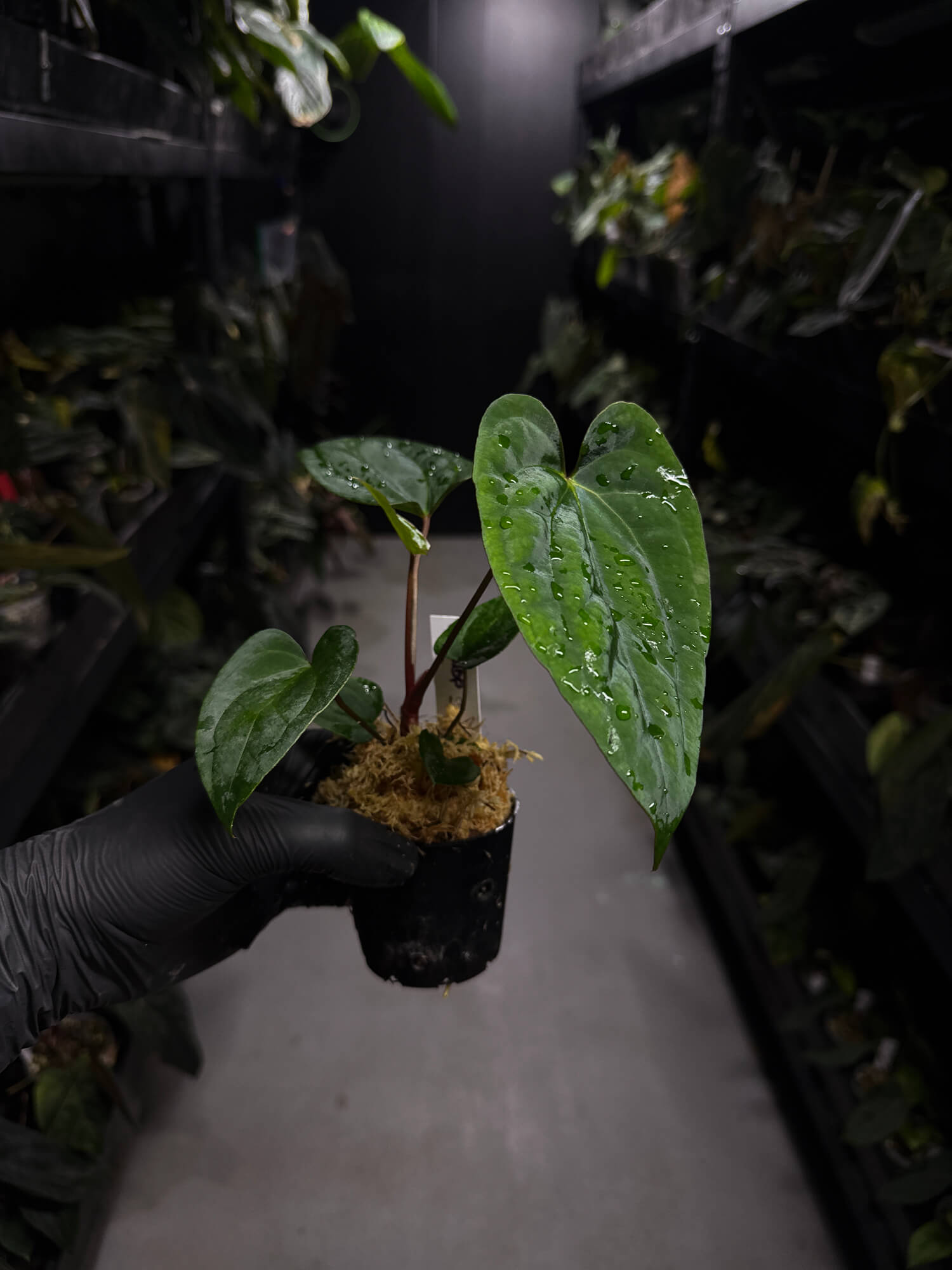 Anthurium 'Dark Phoenix' x 'RVDP'