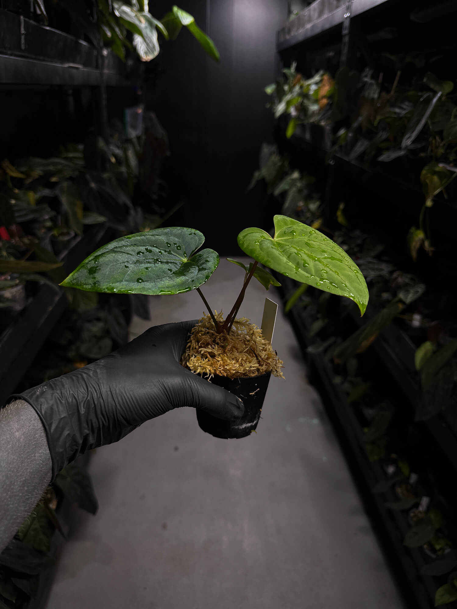 Anthurium 'Dark Phoenix' x 'RVDP'