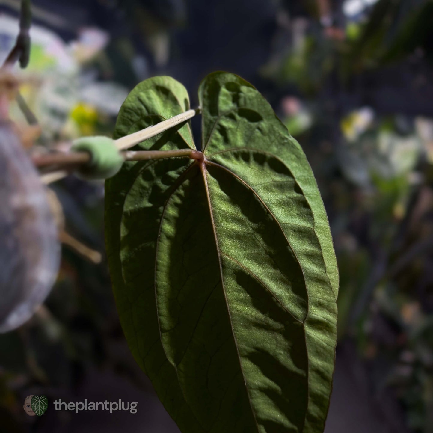 Anthurium papillilaminum x 'RVDP' • select