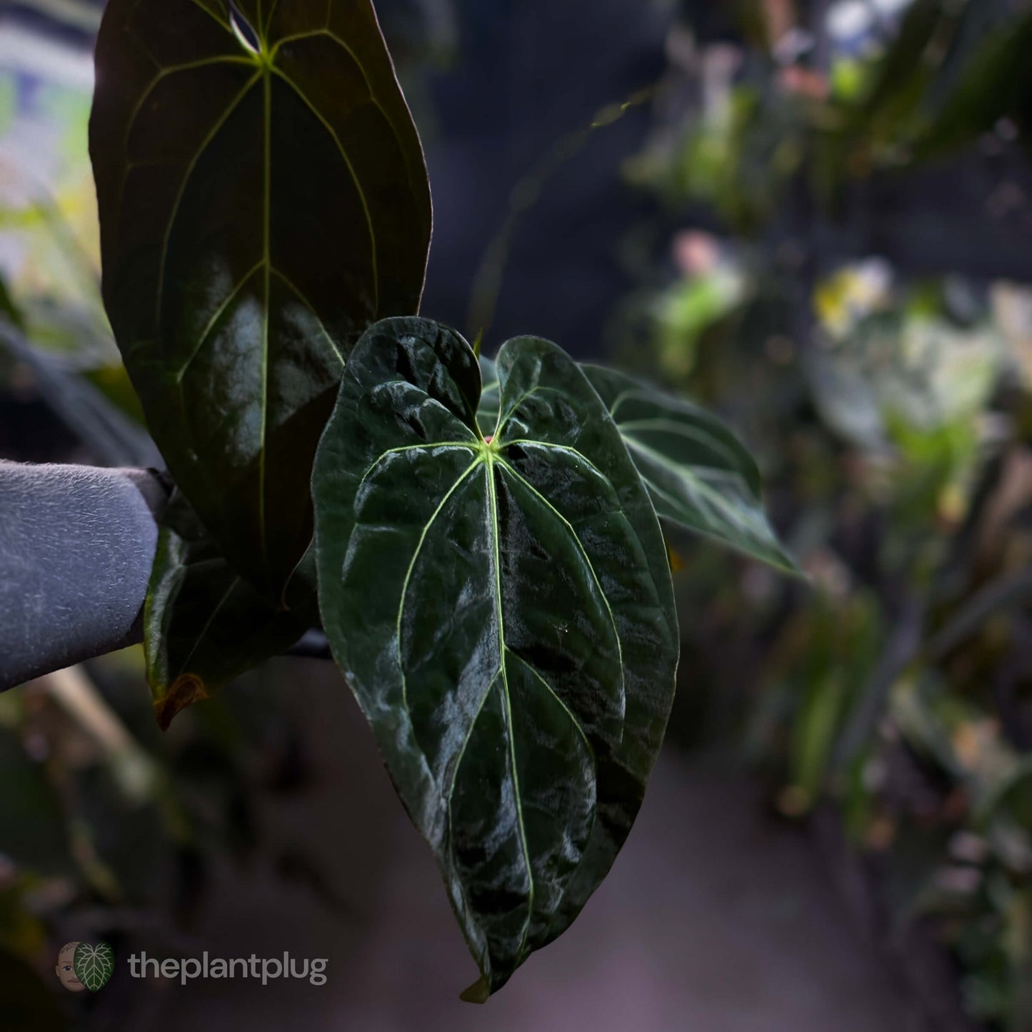 Anthurium forgetii hybrid x besseae aff 'Elektra' ⚡