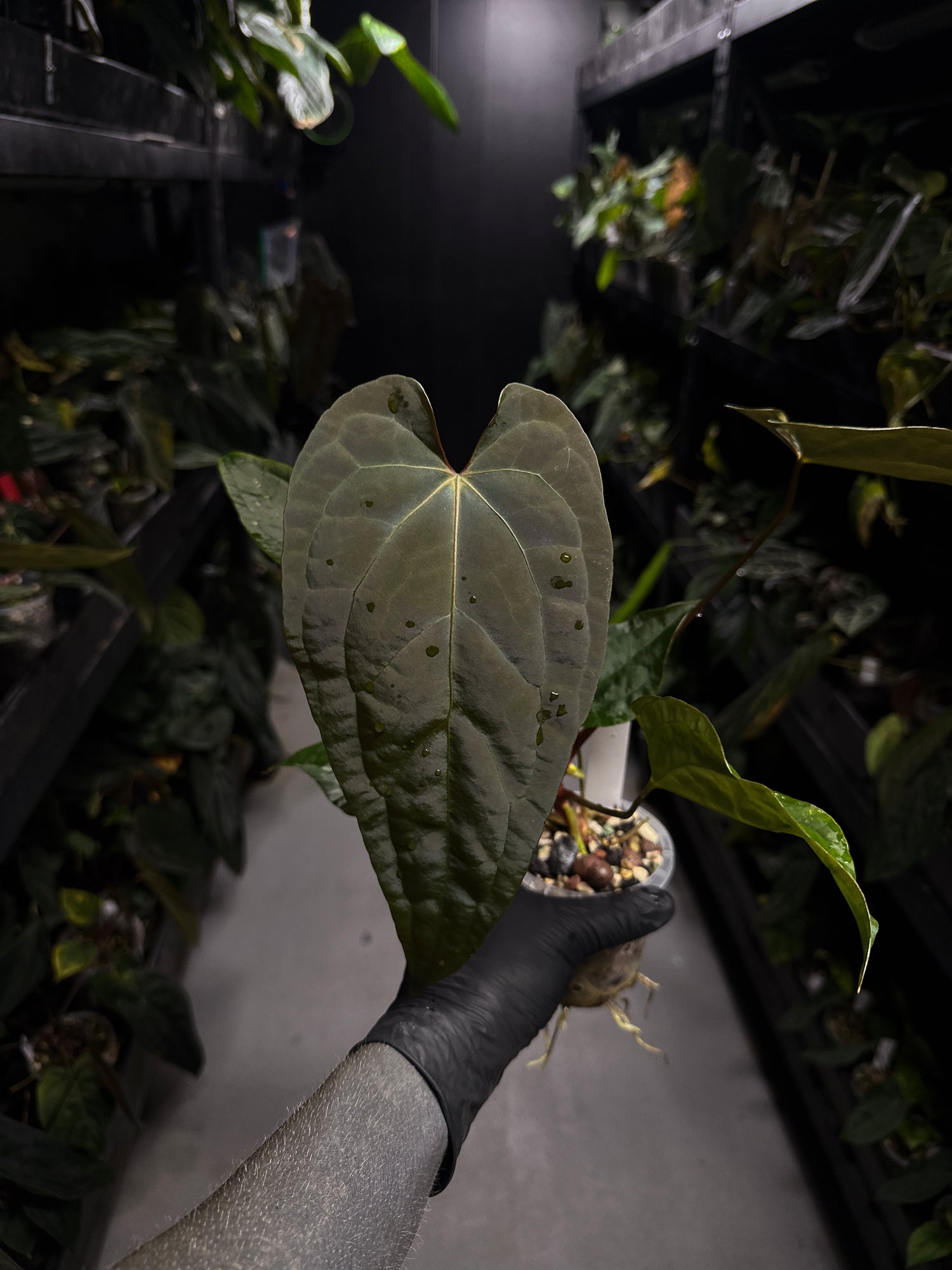 Anthurium #Moloch