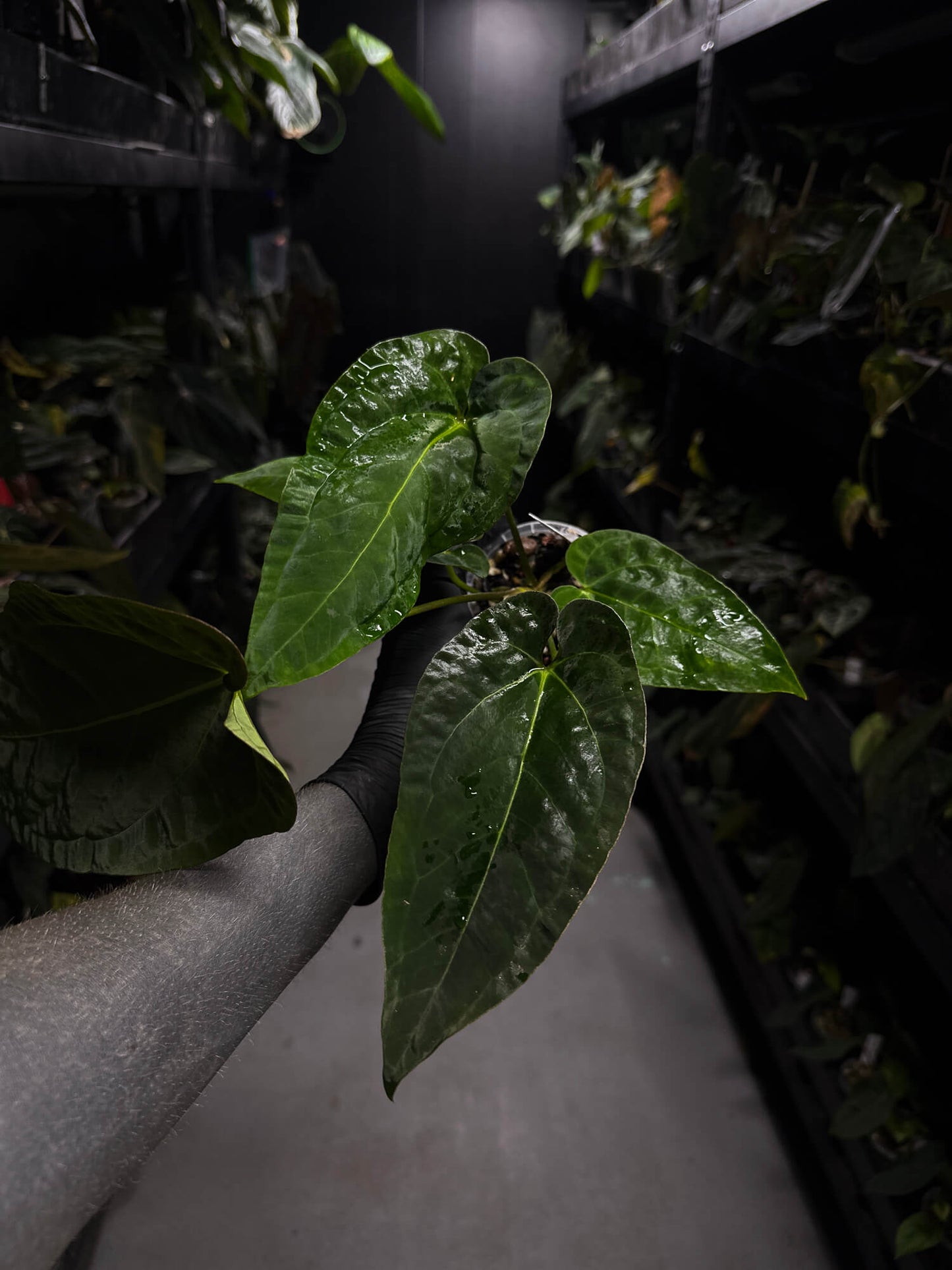 Anthurium (pap x dress ex. JS s1) x (regale x 'Silver Krome')