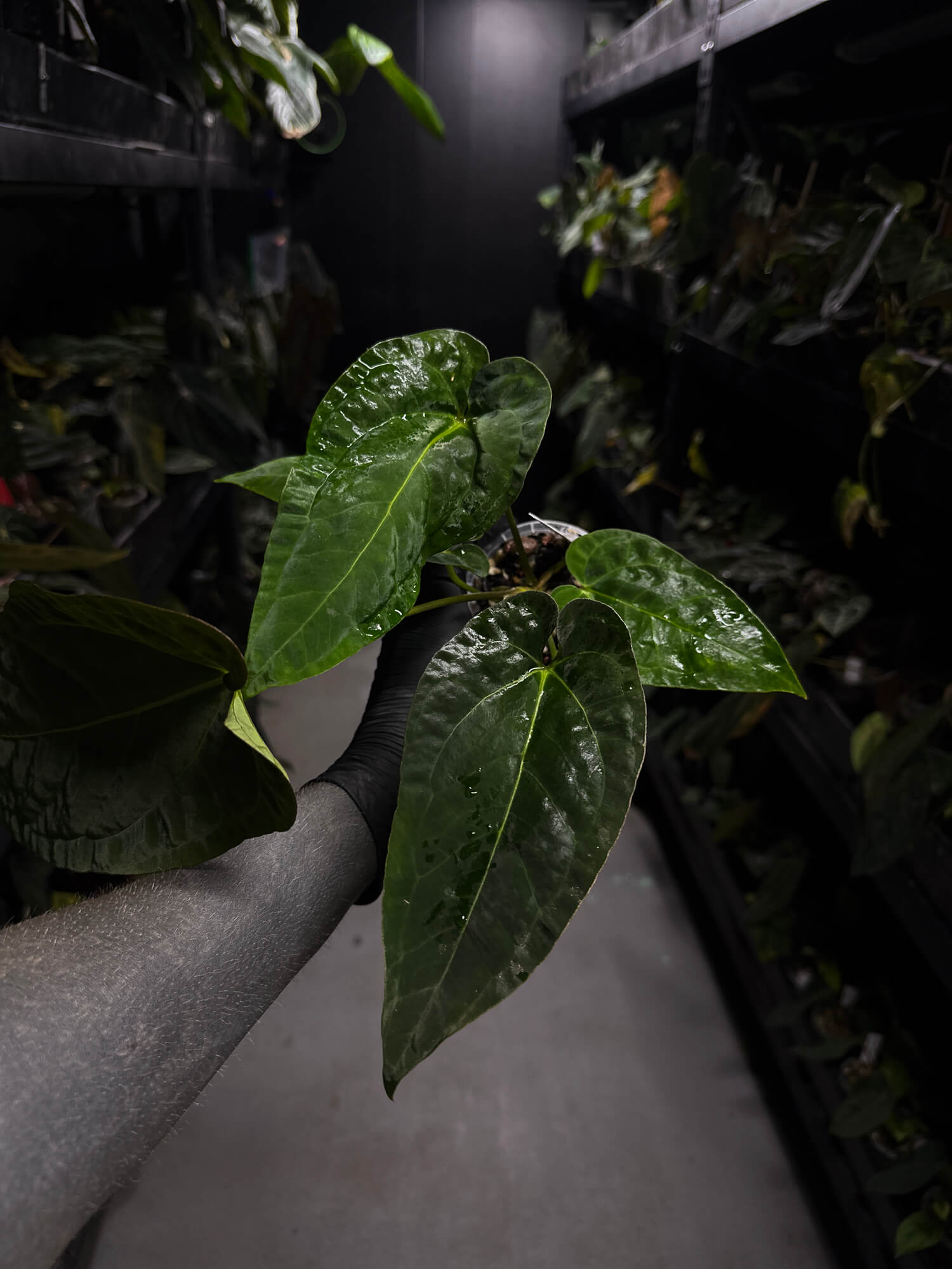 Anthurium (pap x dress ex. JS s1) x (regale x 'Silver Krome')