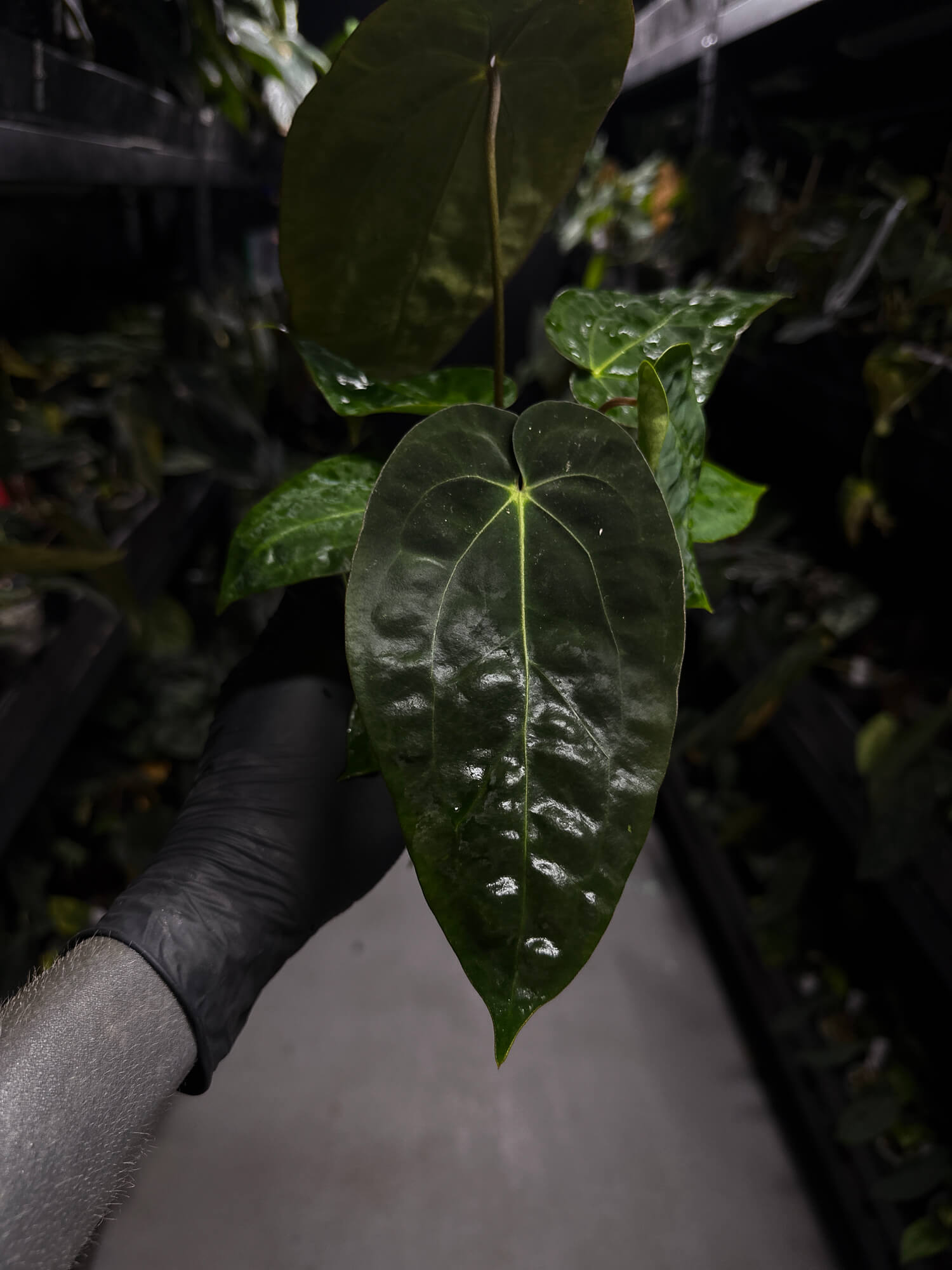 Anthurium ('AOS' x 'BVEP') x (carlablackiae x 'BVEP') • select holdback