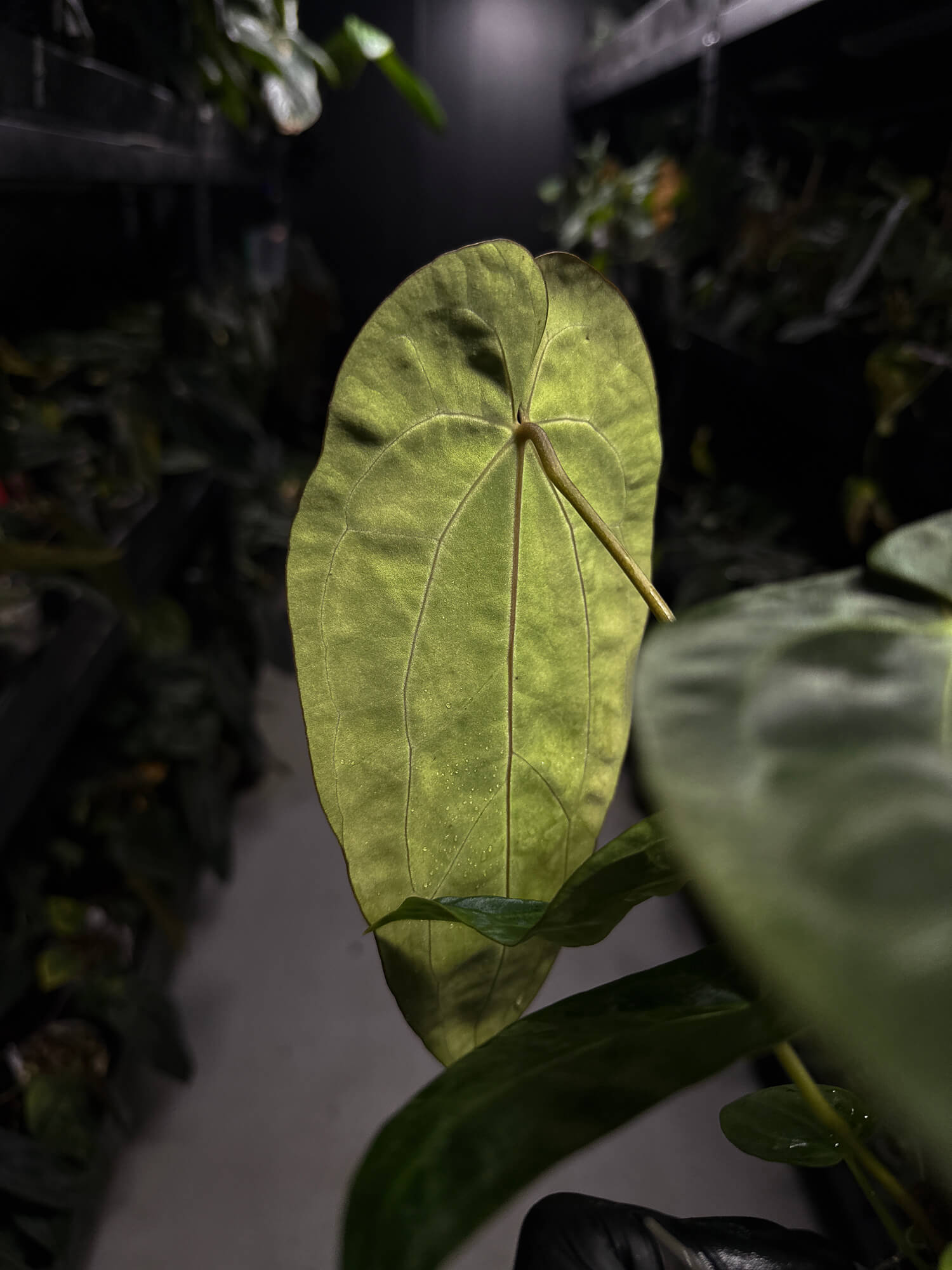 Anthurium ('AOS' x 'BVEP') x (carlablackiae x 'BVEP') • select holdback