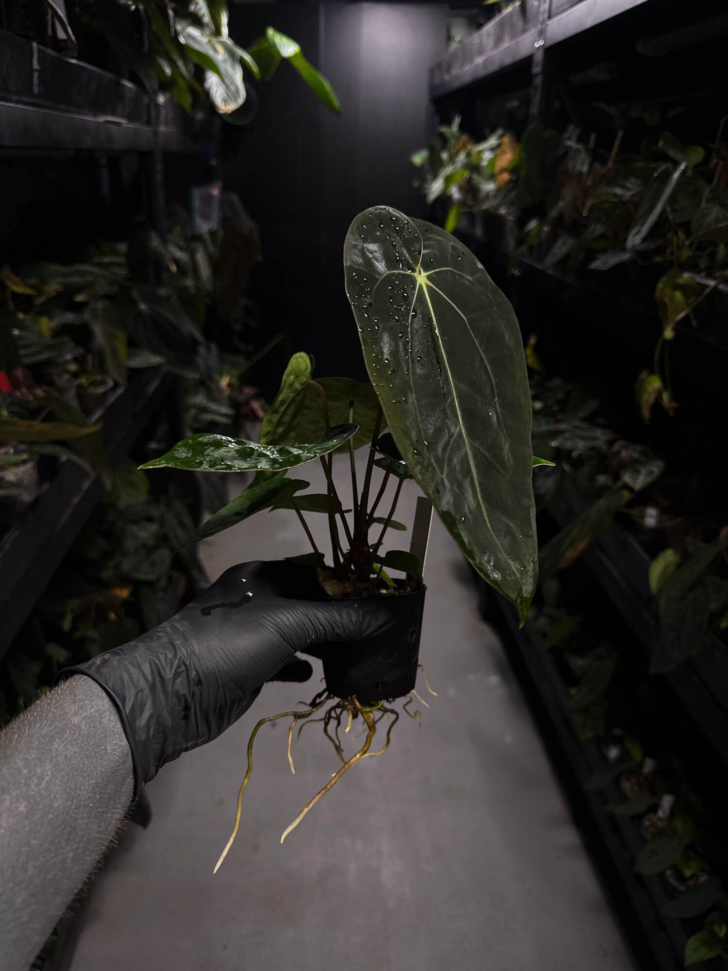 Anthurium ('AOS' x 'BVEP') x (carlablackiae x 'BVEP') • select holdback