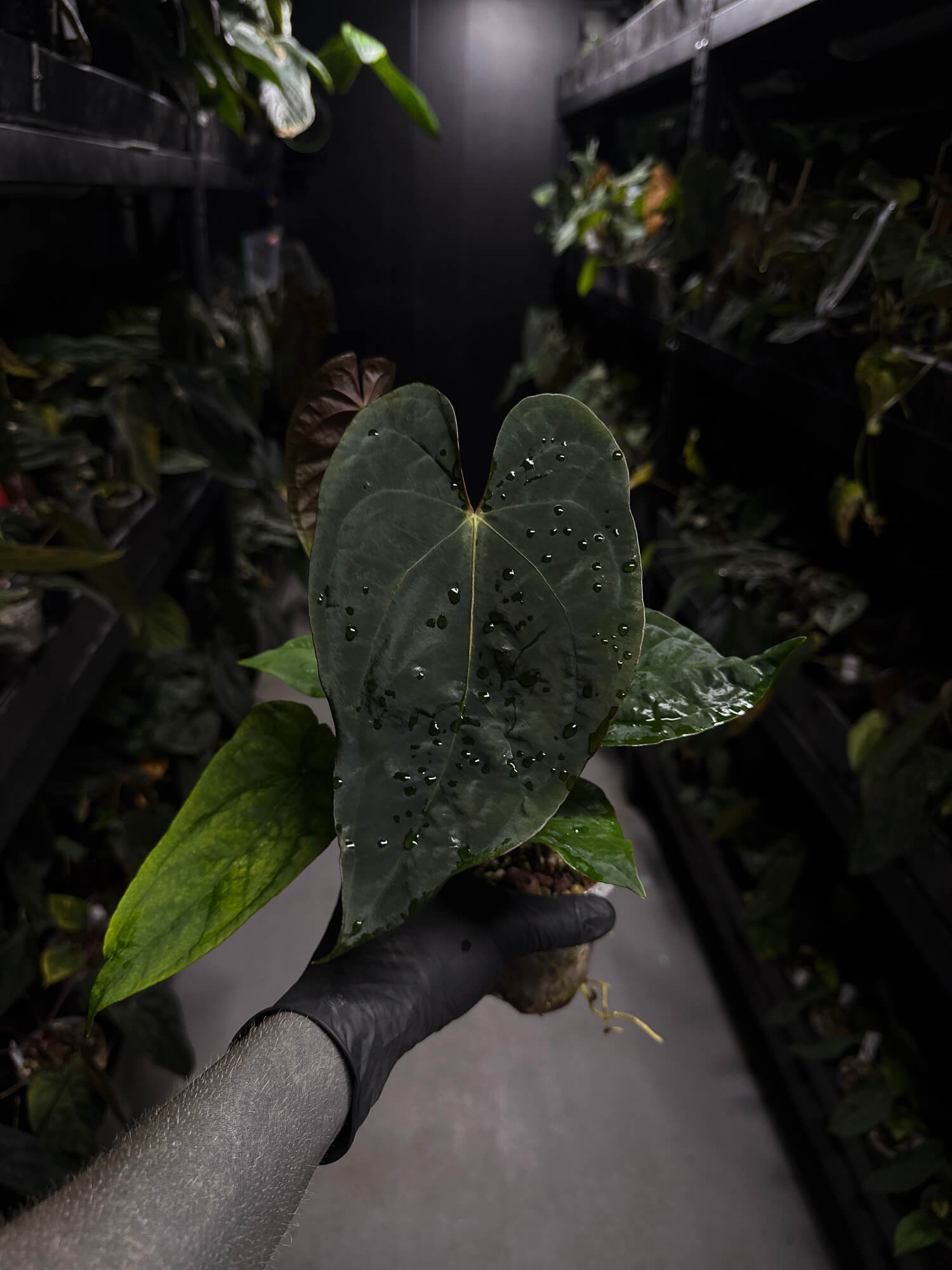 Anthurium #Moloch