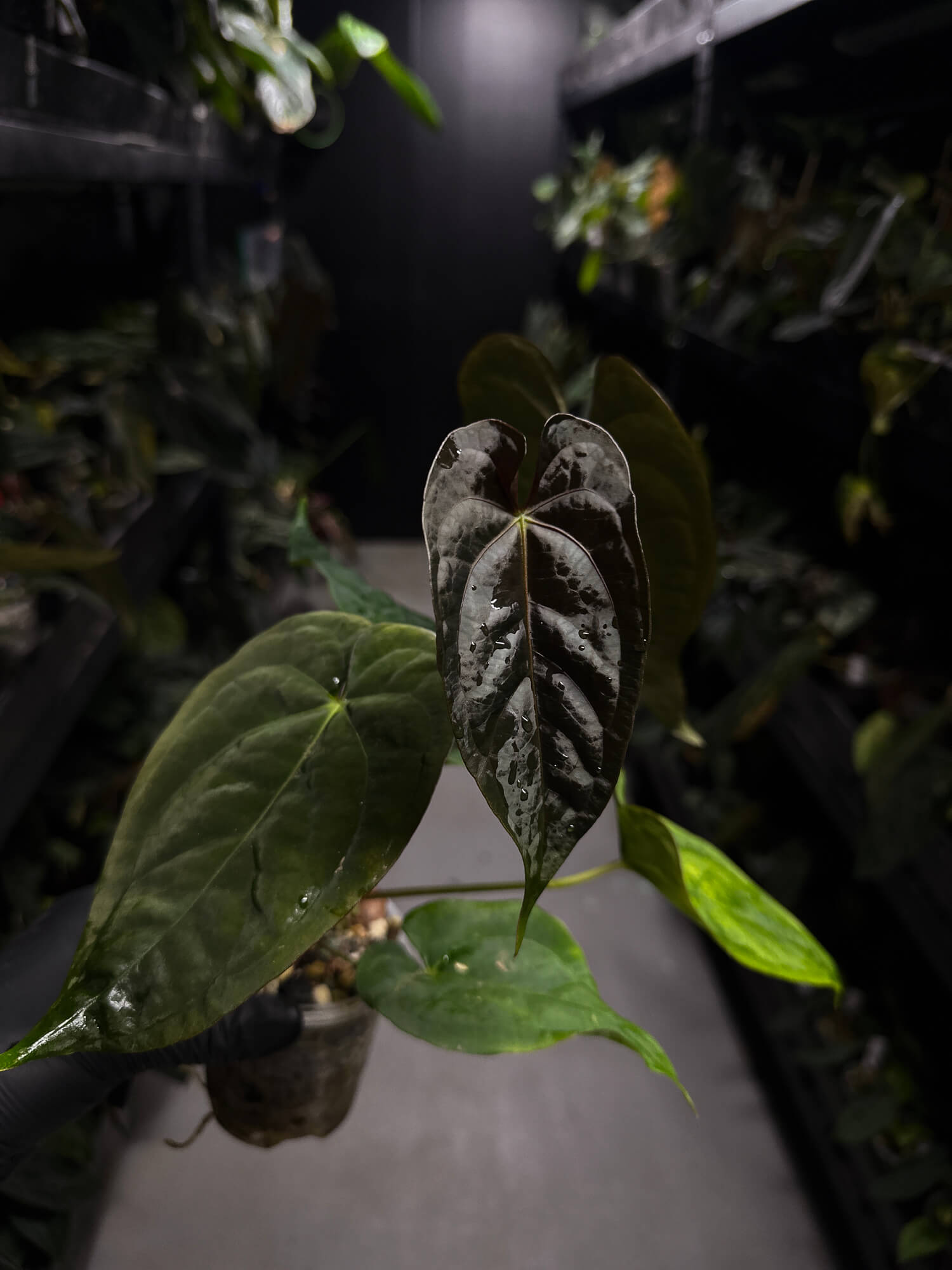 Anthurium #Moloch